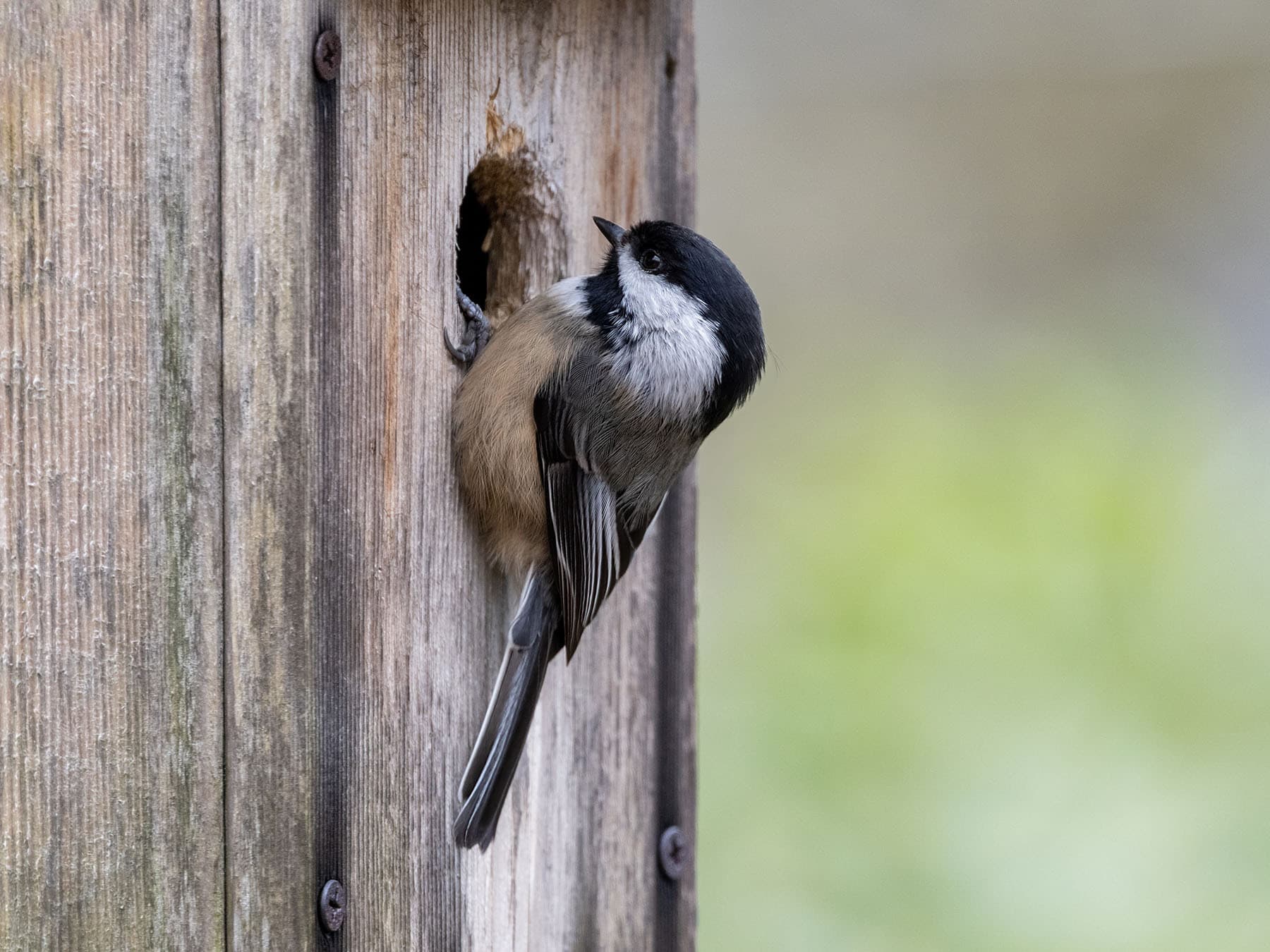 Black capped chickadee nest box