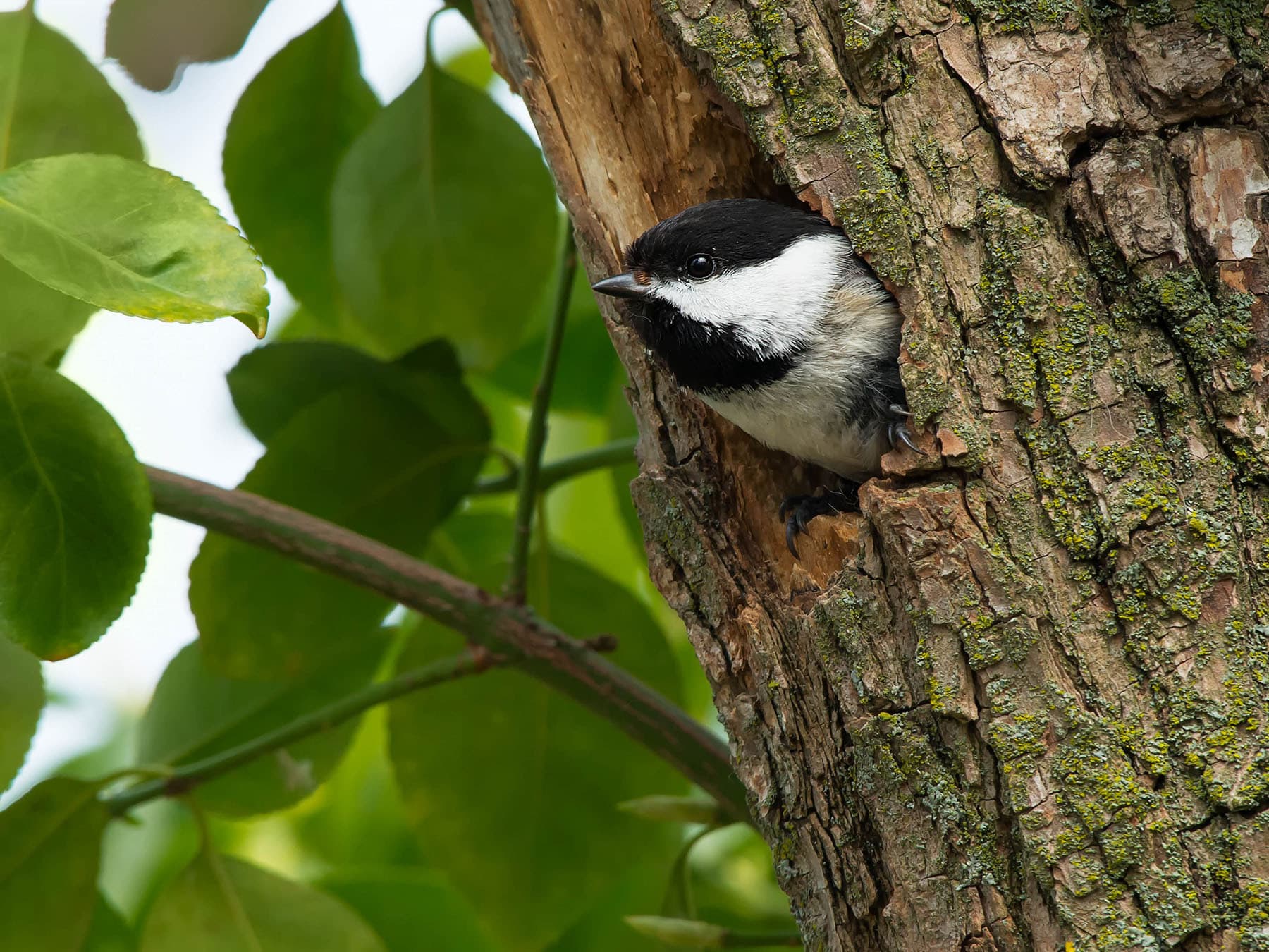 Black-capped Chickadee Nesting: A Complete Guide