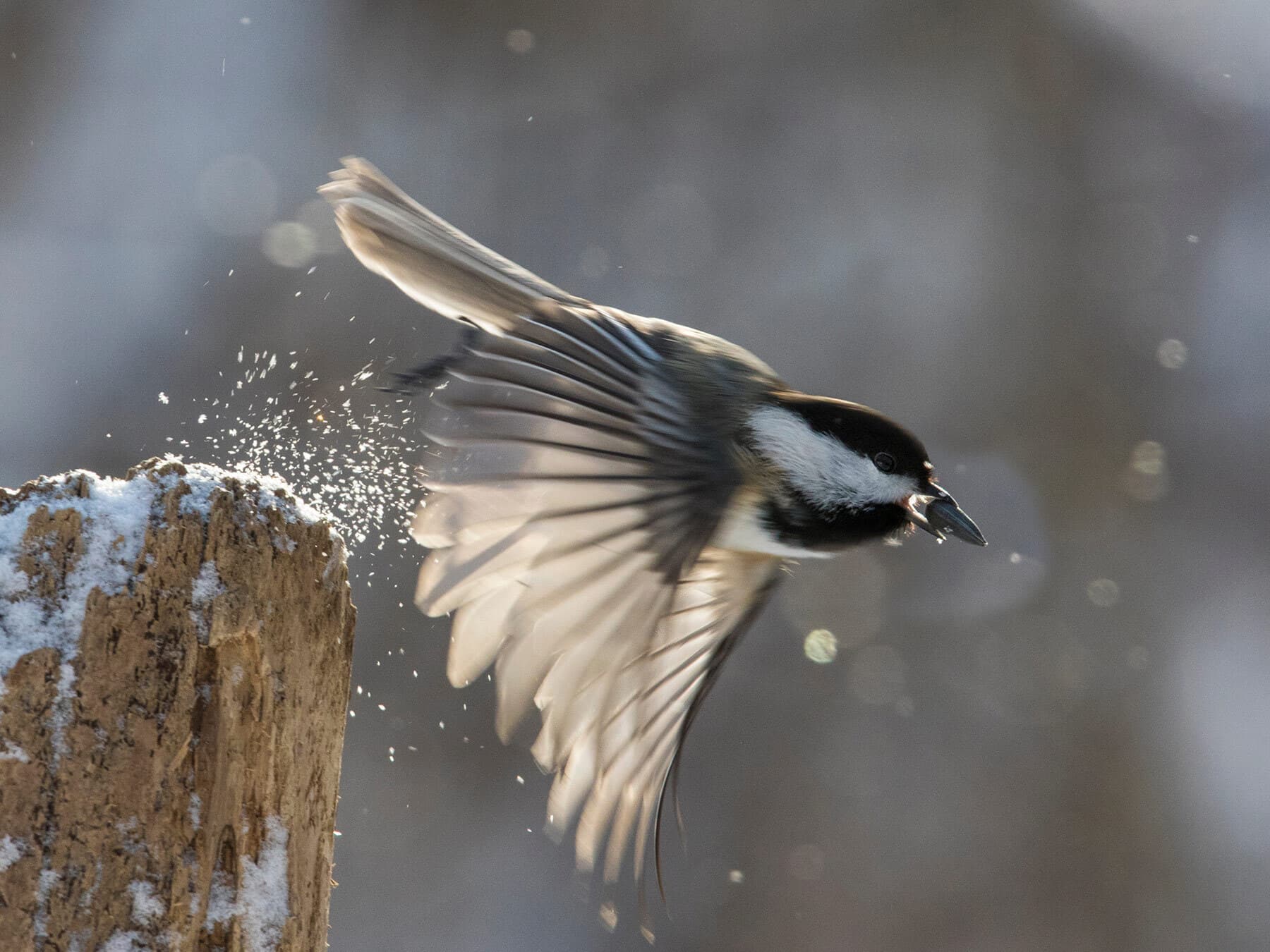 Black capped chickadee taking off