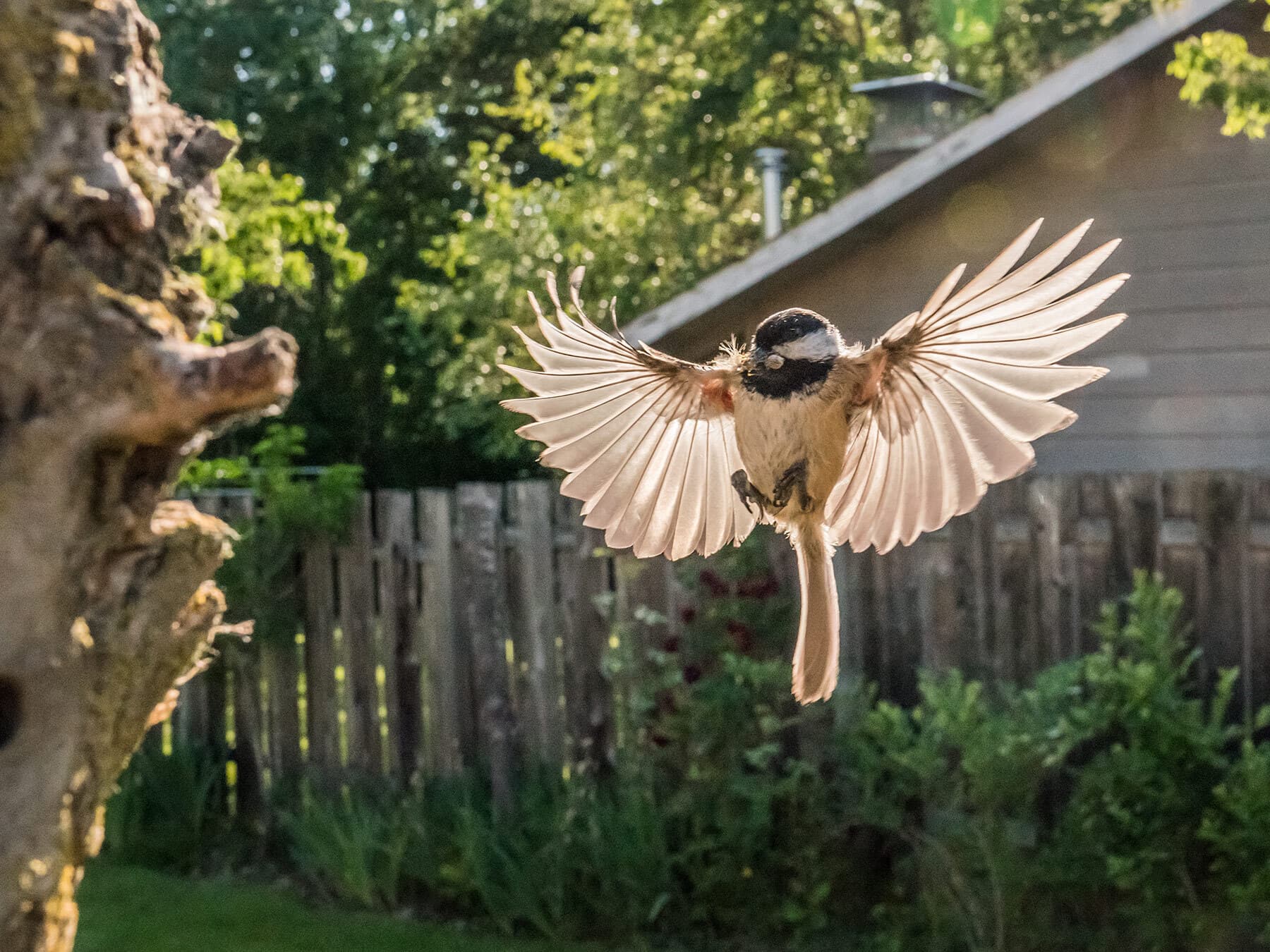 Black capped chickadee with insect