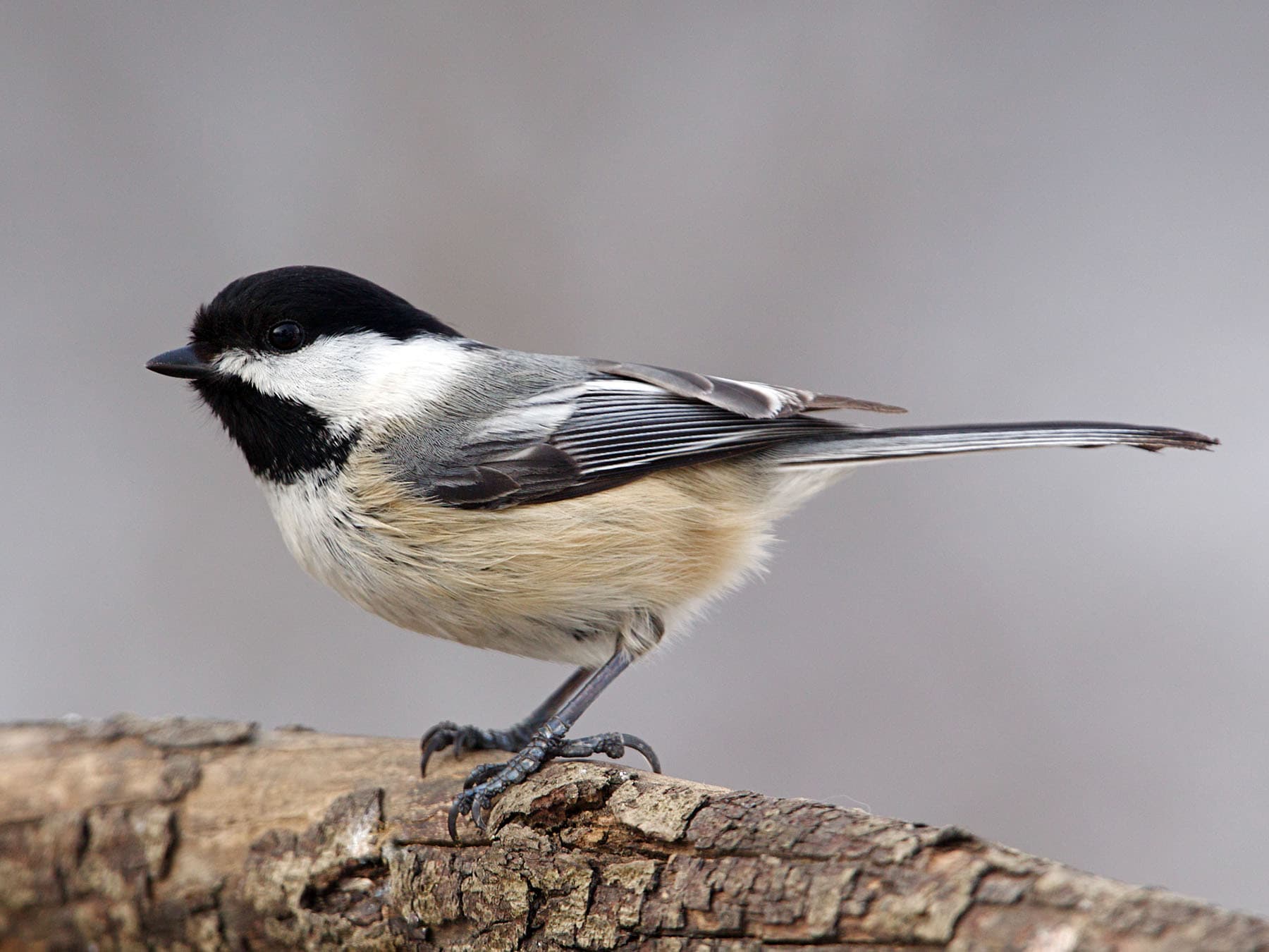 Black-capped Chickadee