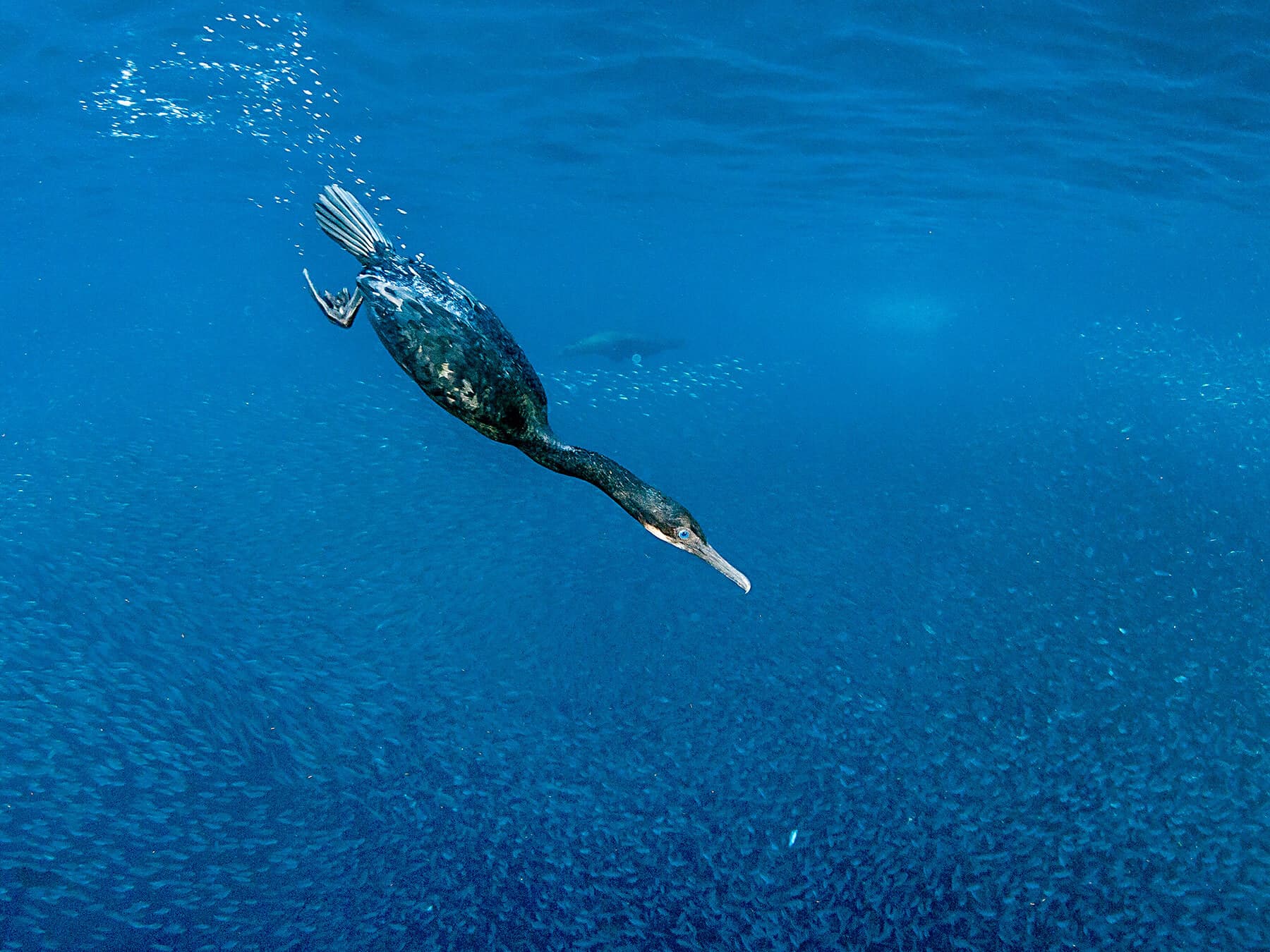 Black cormorant diving for fish