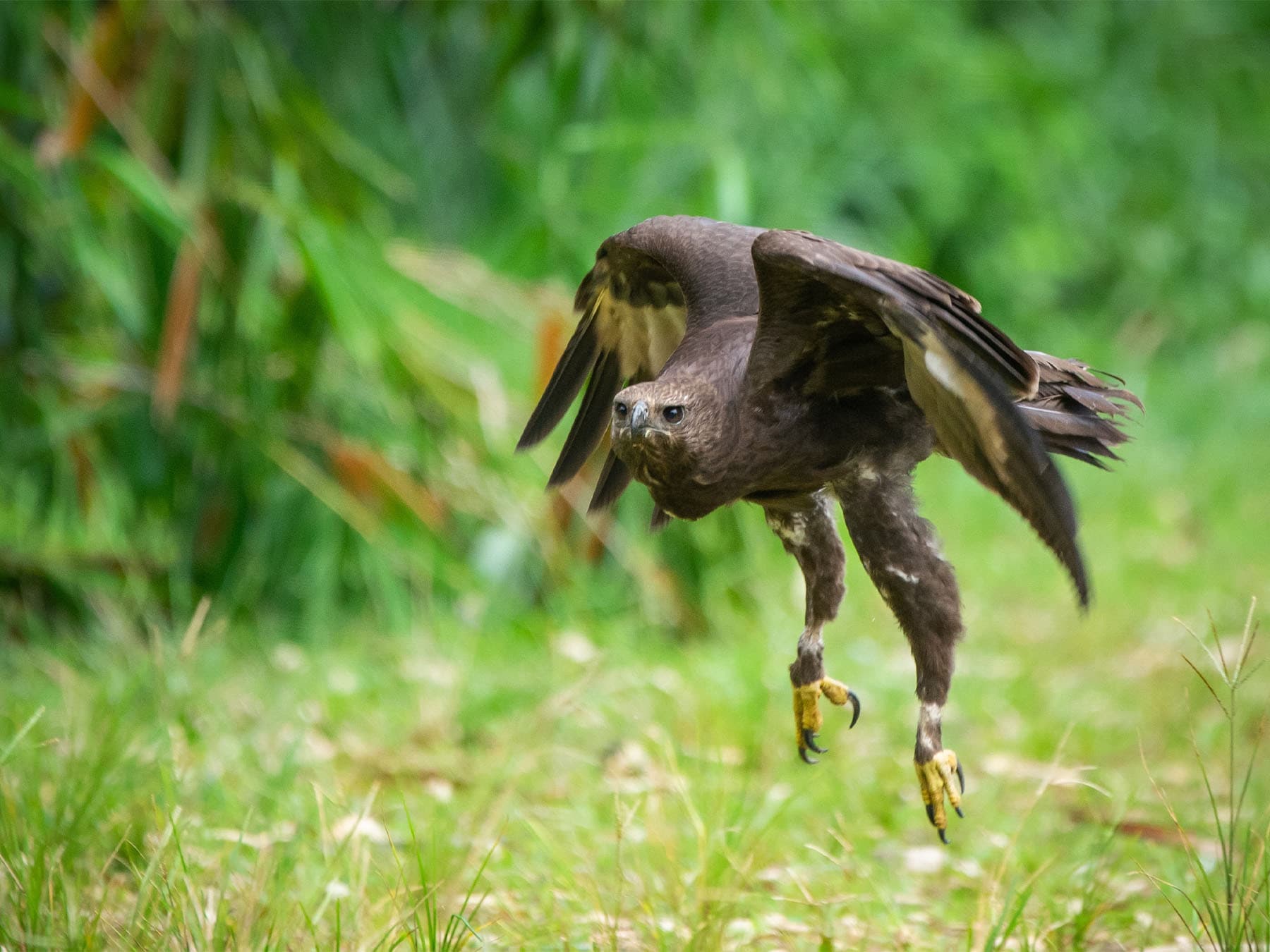 Black Eagle hunting for prey