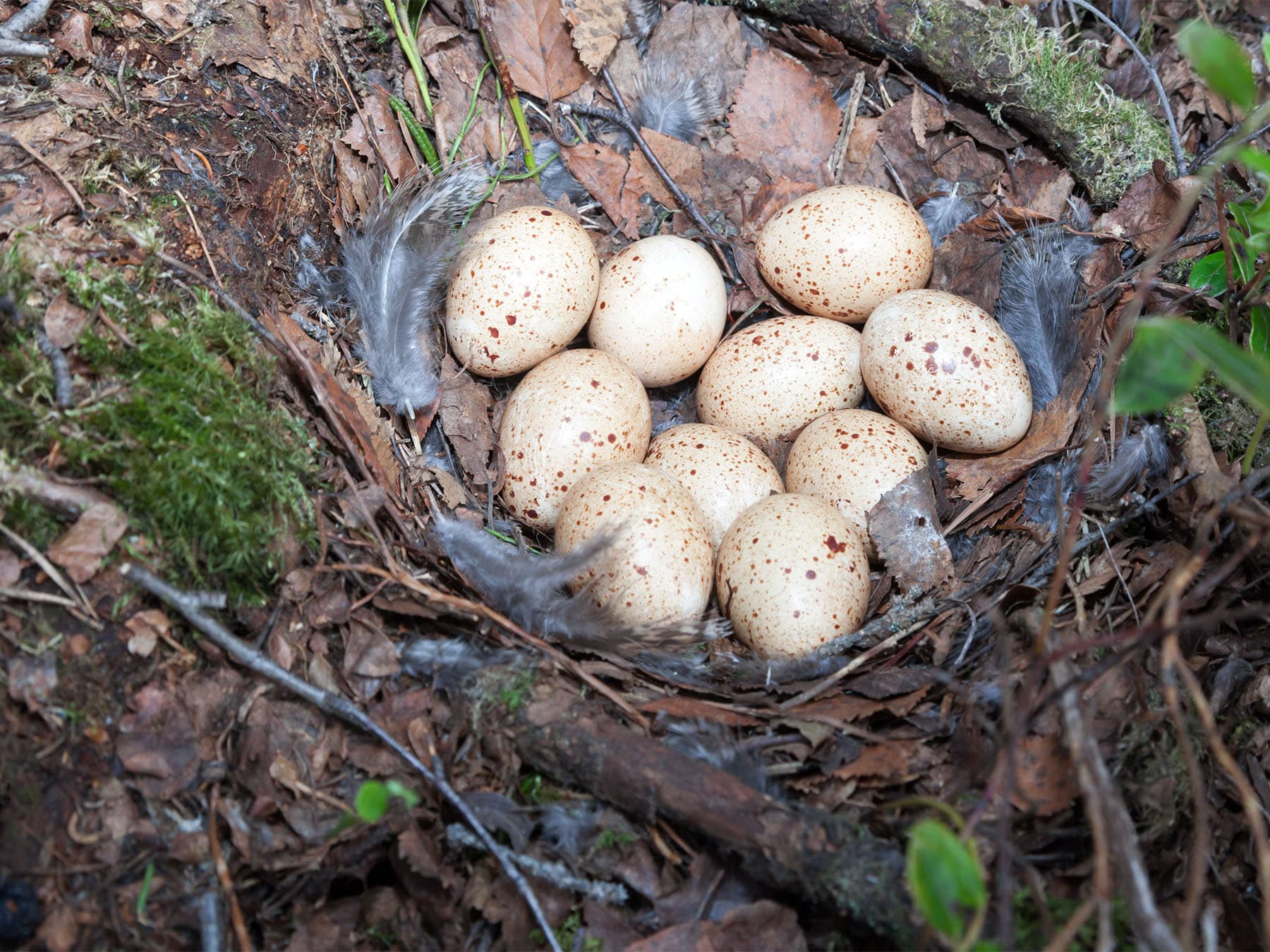 Black grouse nest with eggs