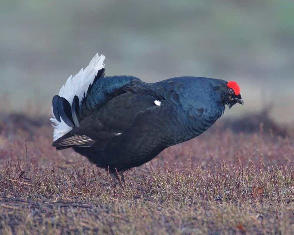 Black Grouse