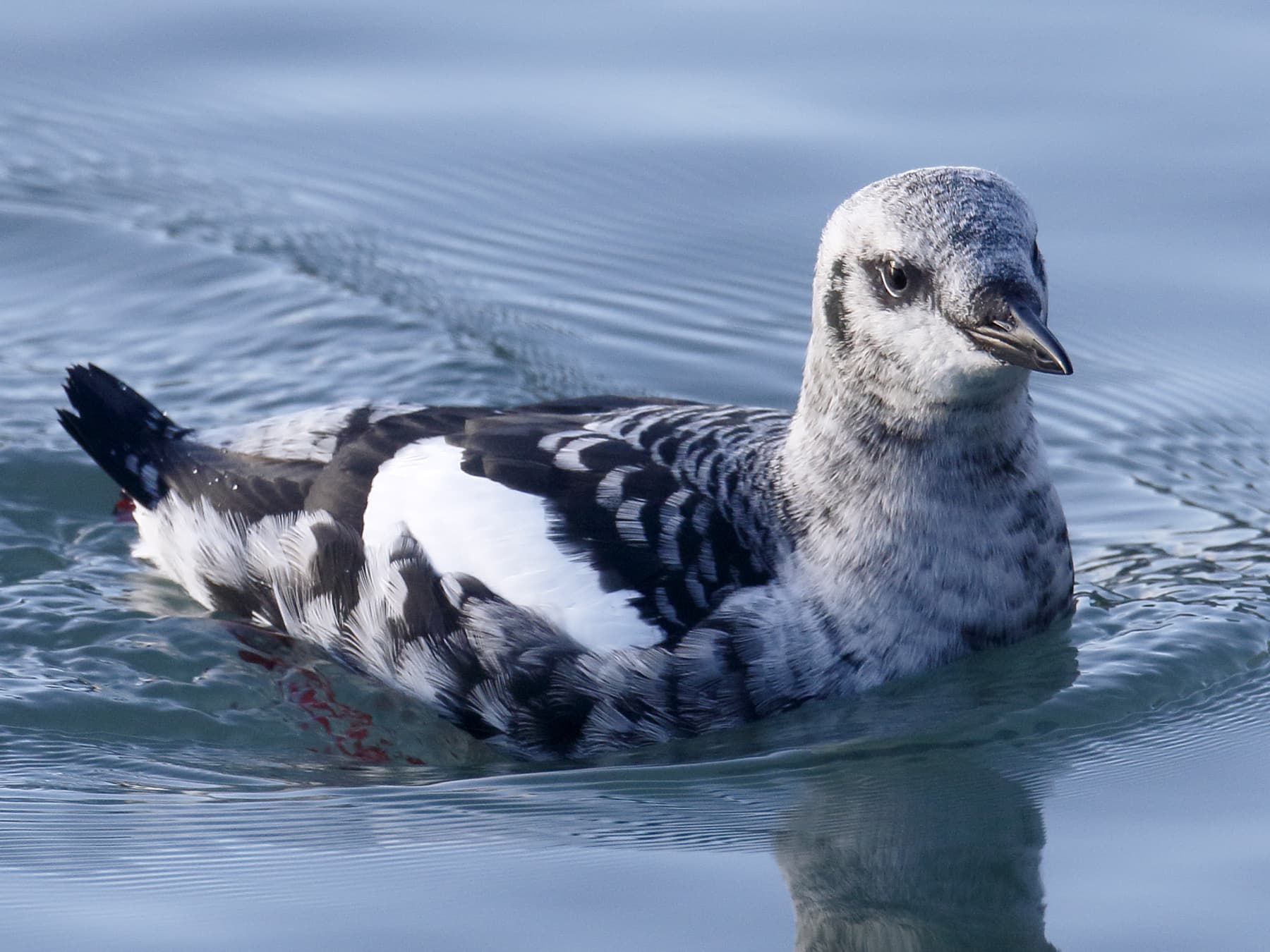 Black Guillemot in winter plumage