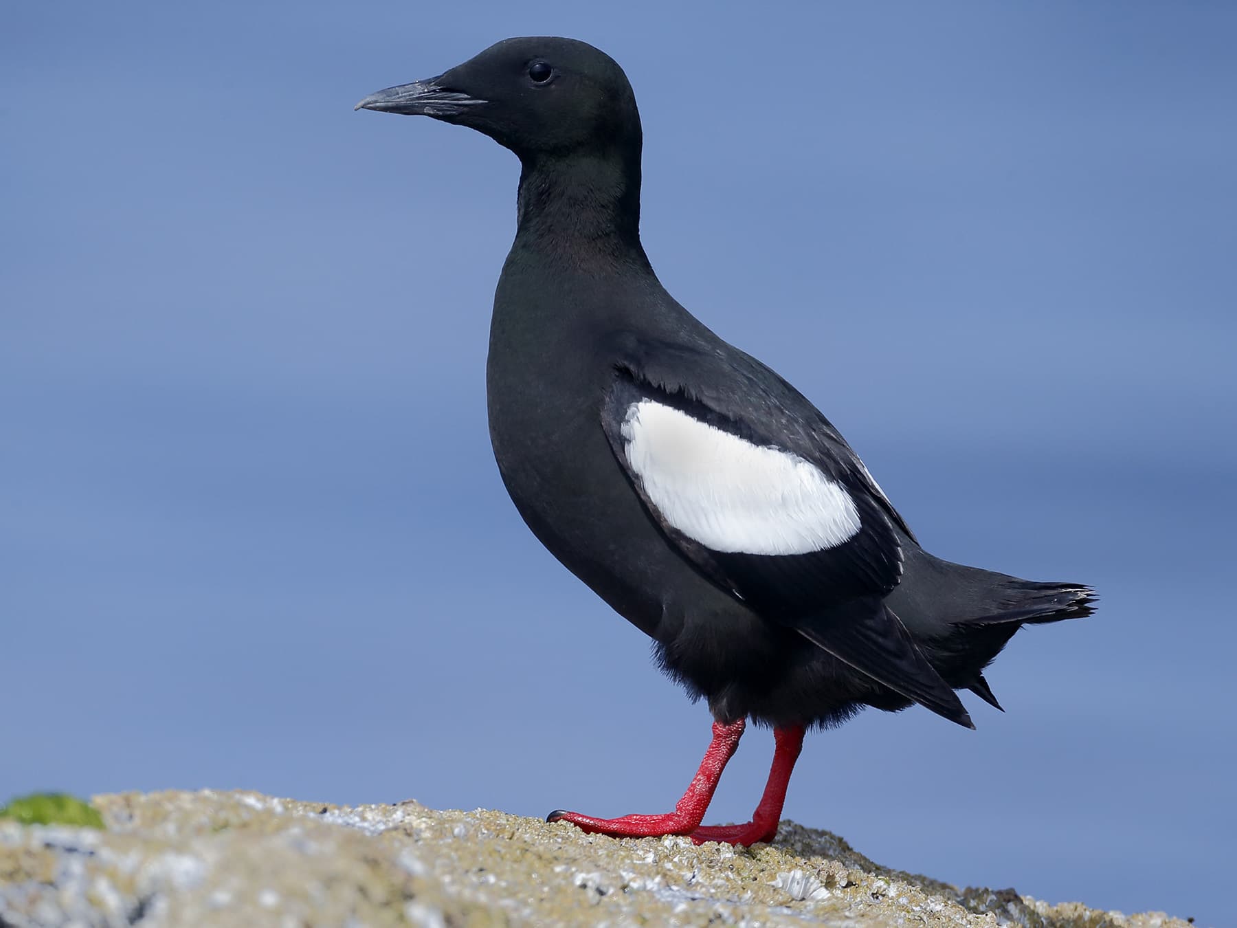 Black Guillemot