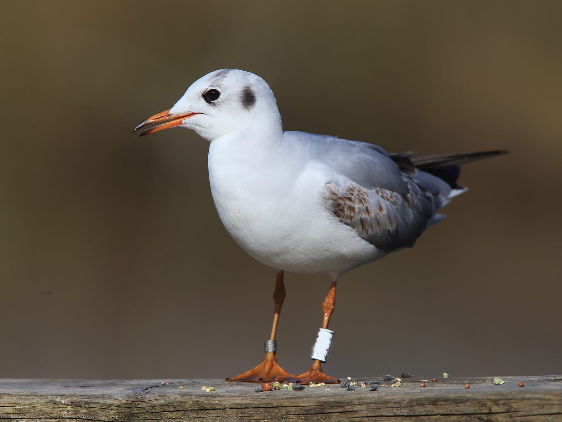 Black headed gull ring