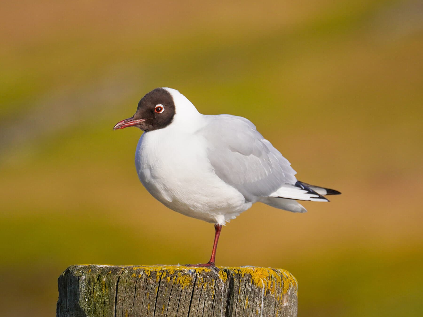 Black headed gull standing on leg