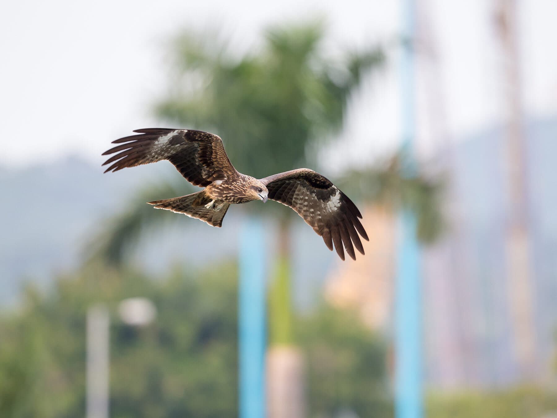 Black kite in the city