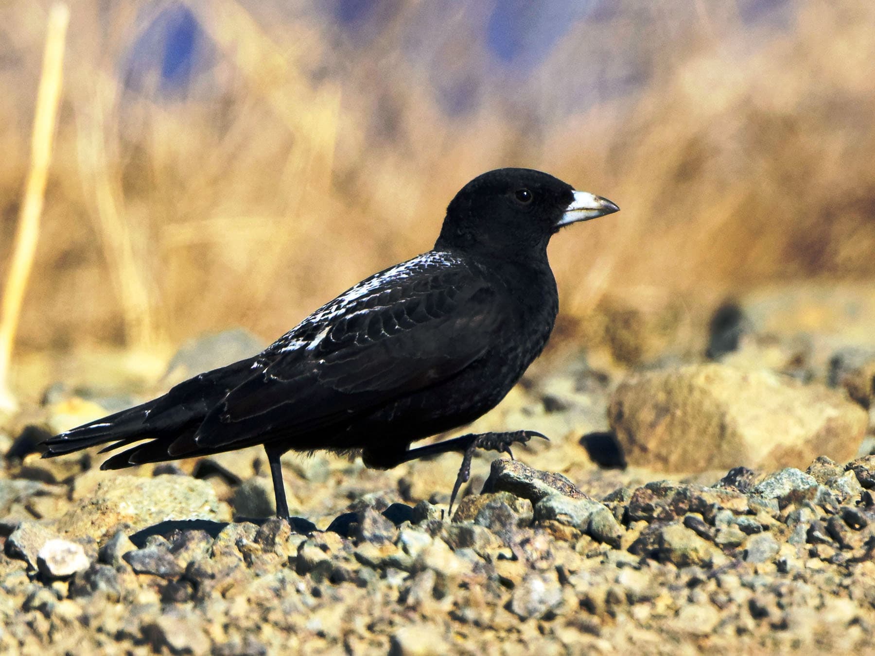 Black Lark