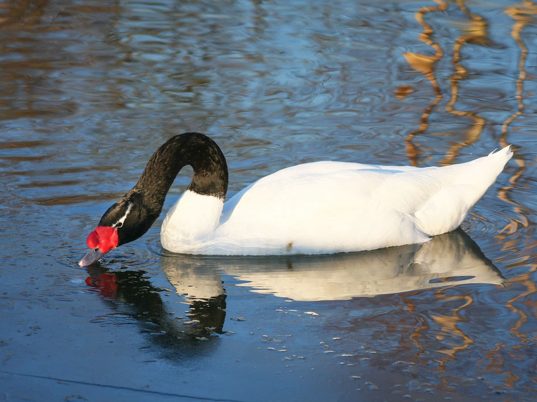 Black necked swan foraging for food