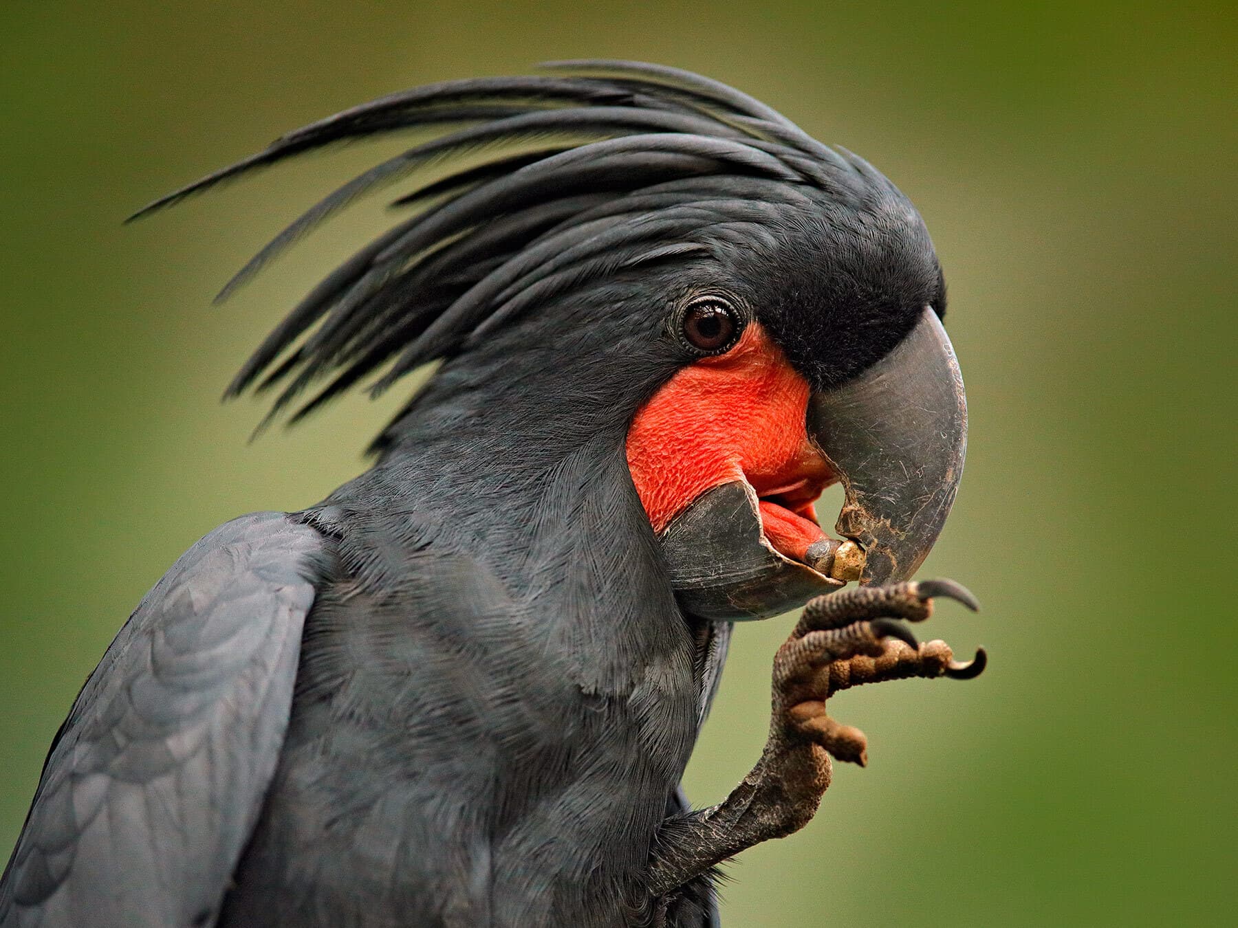 Black palm cockatiel lifespan
