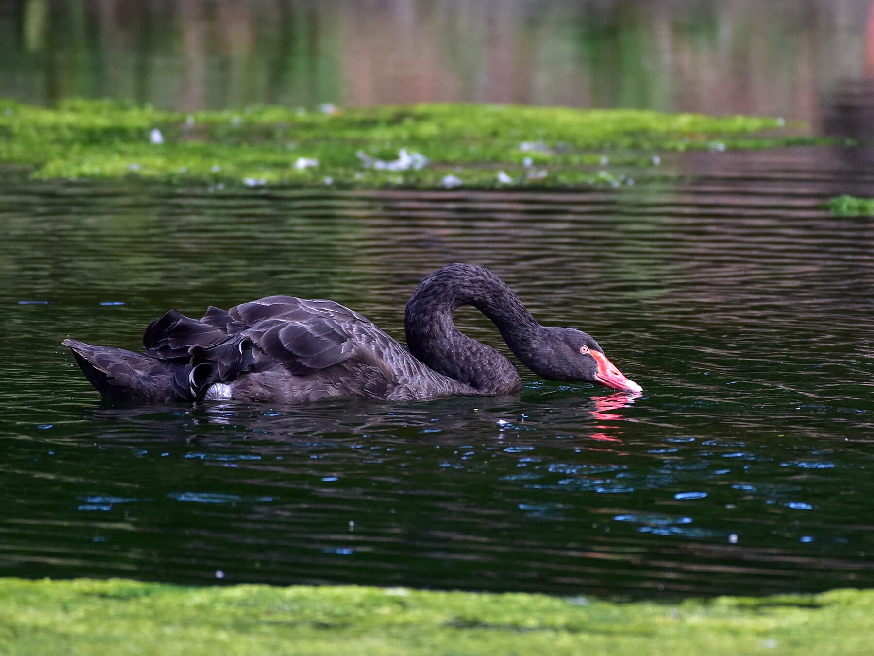 Black swan drinking