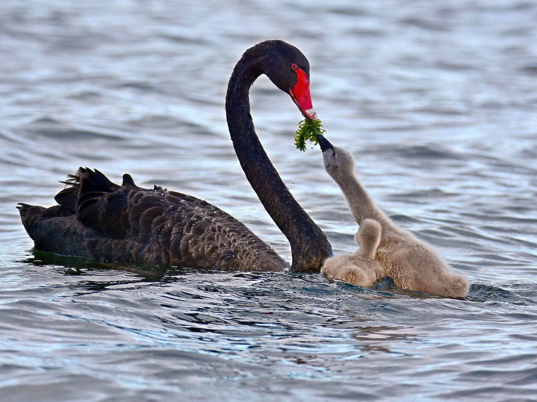 Black swan feeding young
