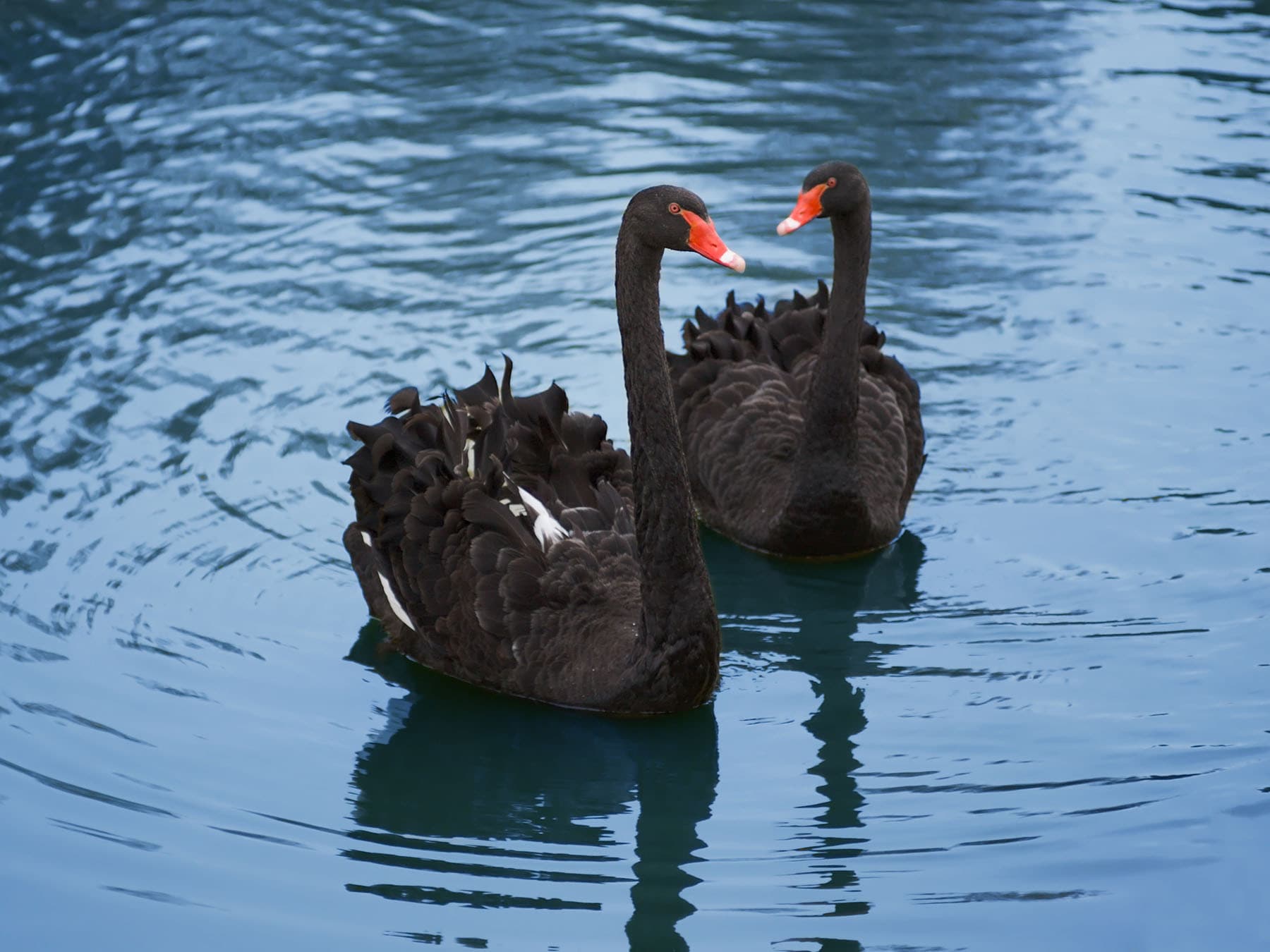 Black swan pair