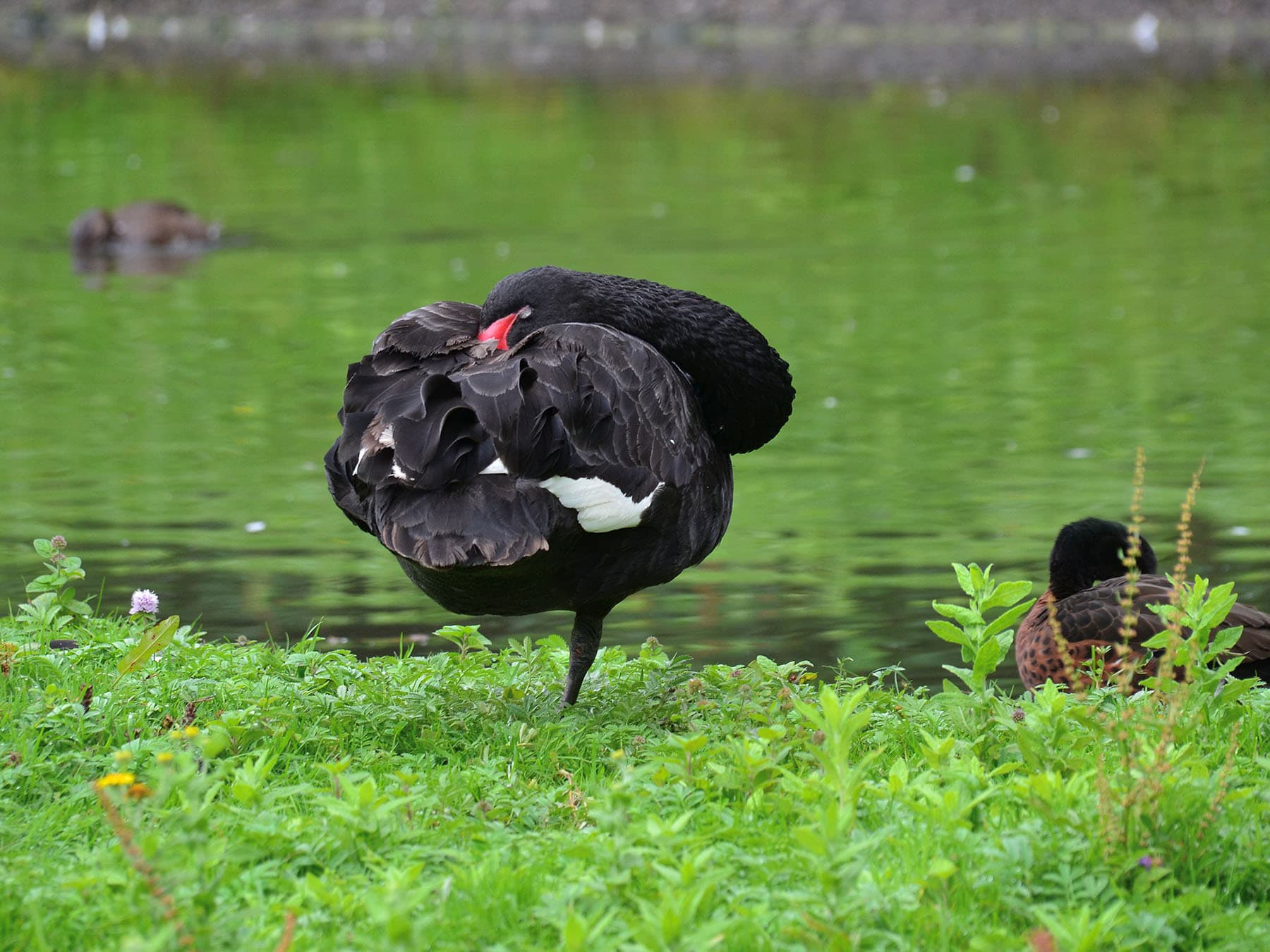 Black swan sleeping one leg