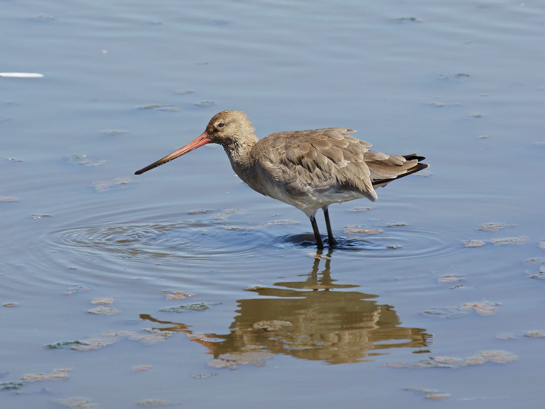 Black-tailed Godwit
