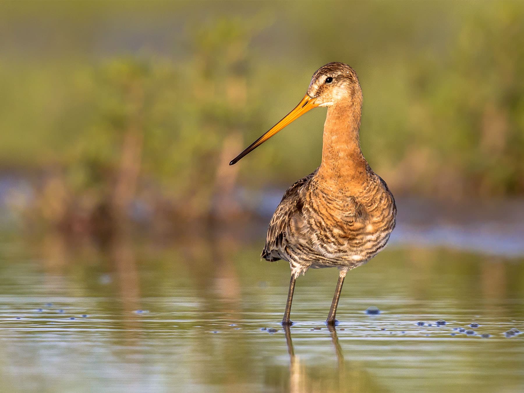 Black tailed godwit at nature reserve