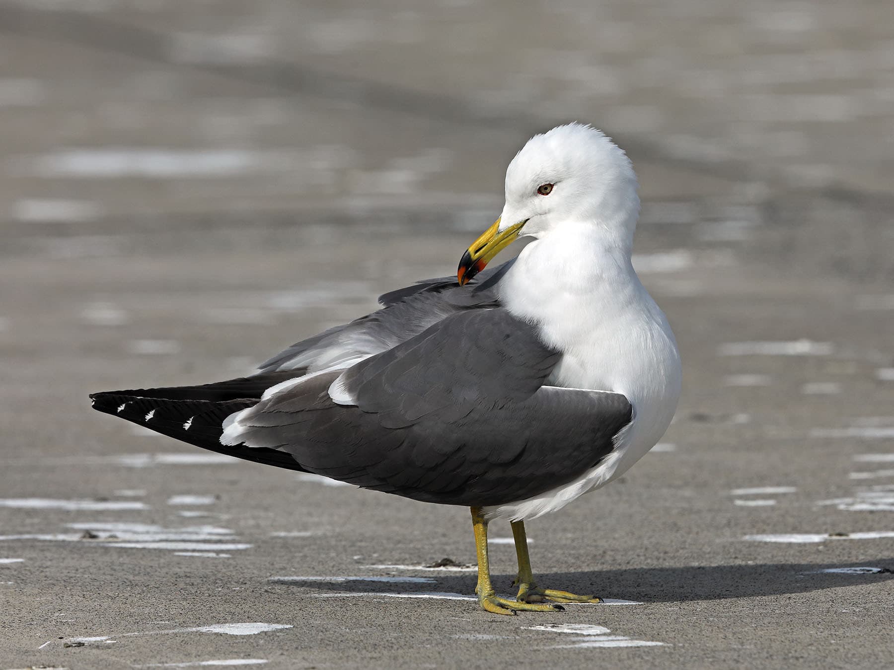 Black-tailed Gull