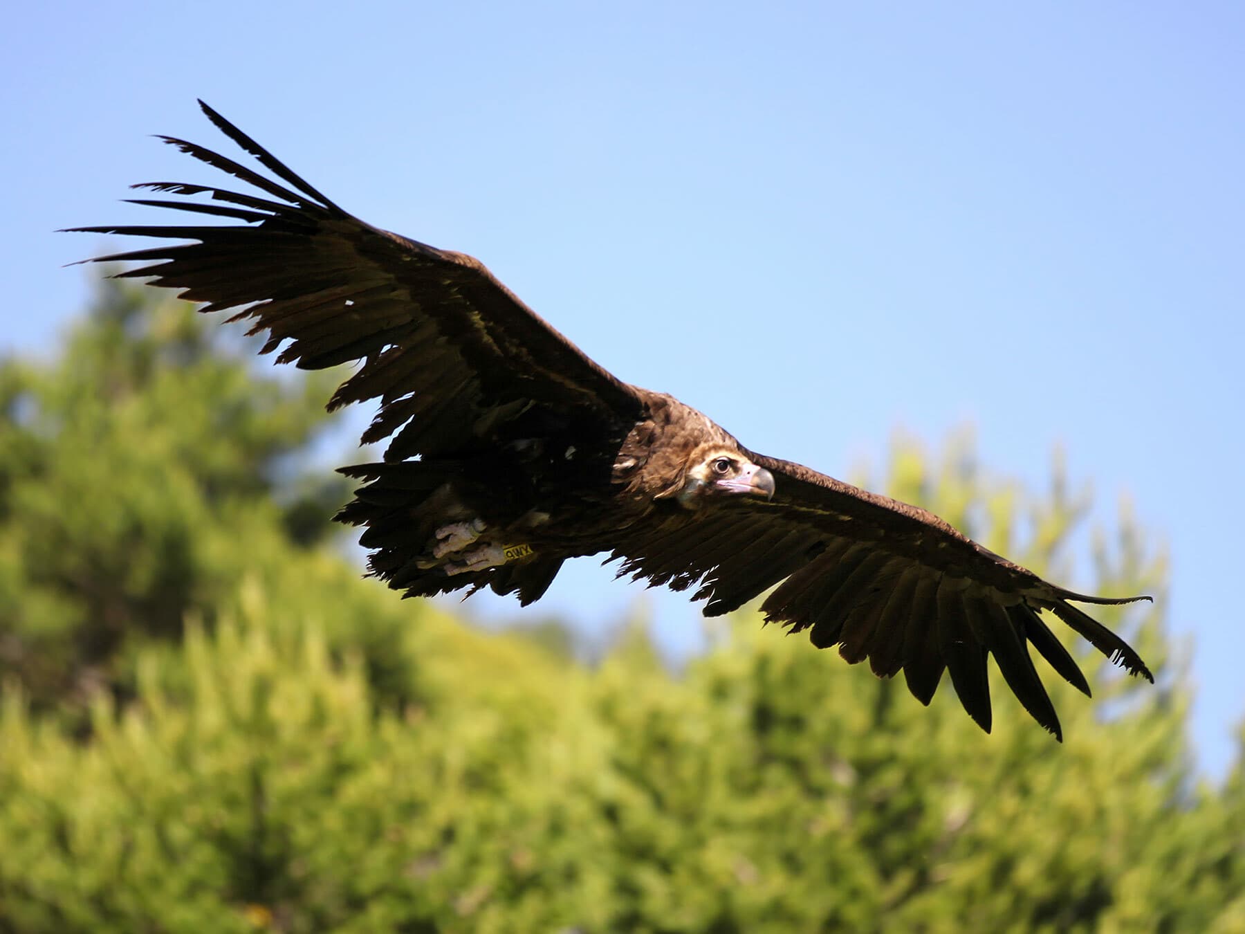 Cinereous Vulture