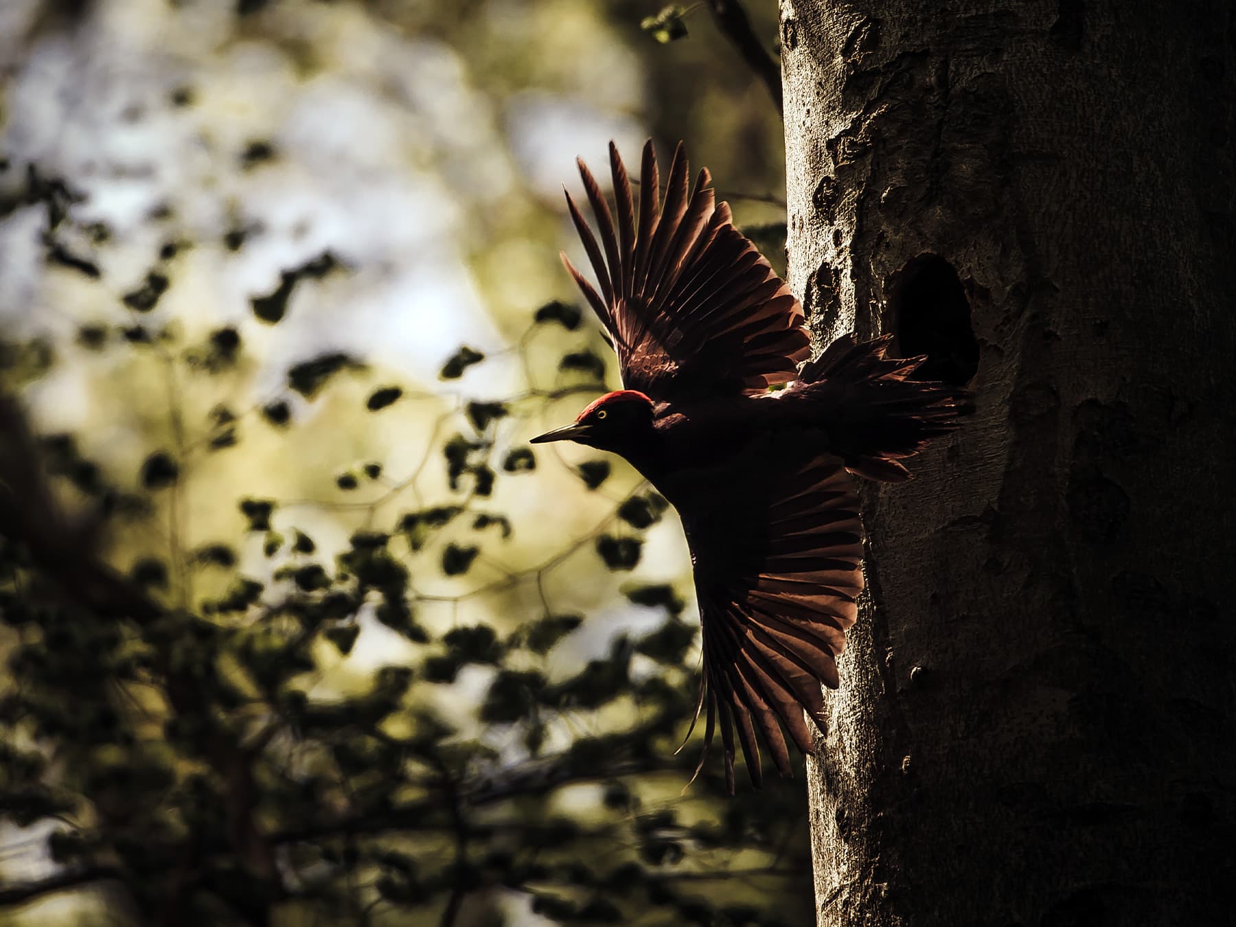 Black woodpecker flying from nest