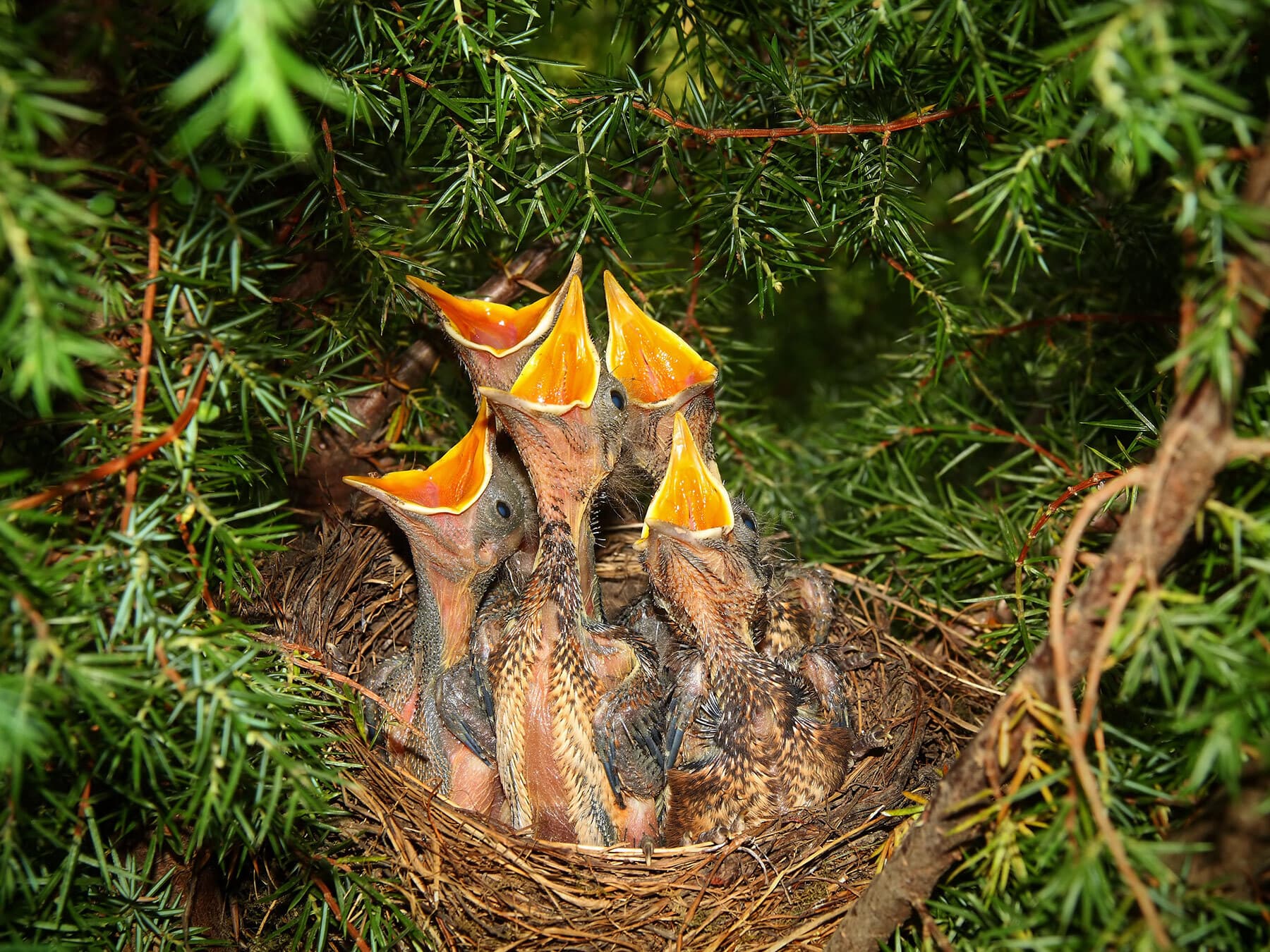 Blackbird chicks in nest