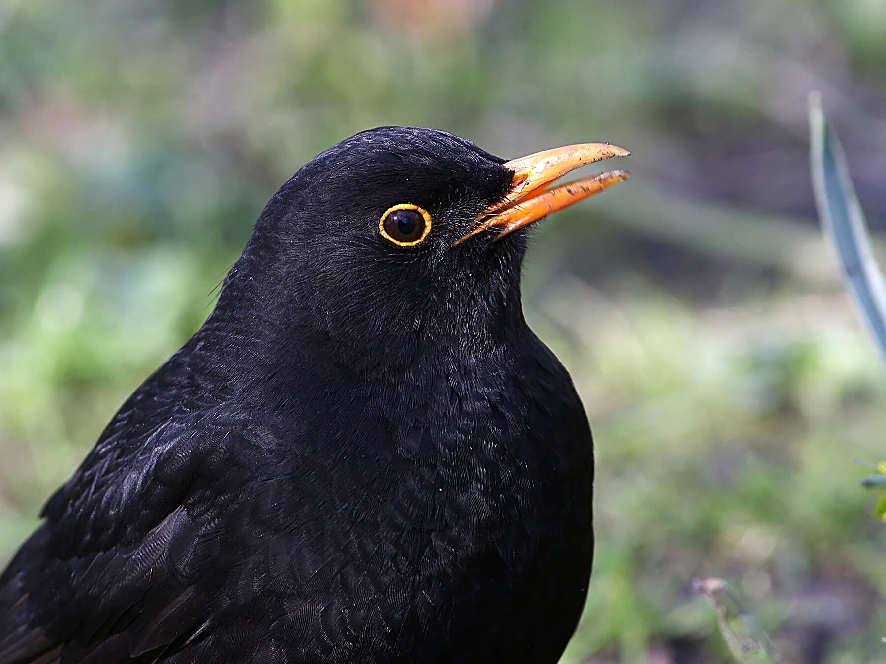 Blackbird close up