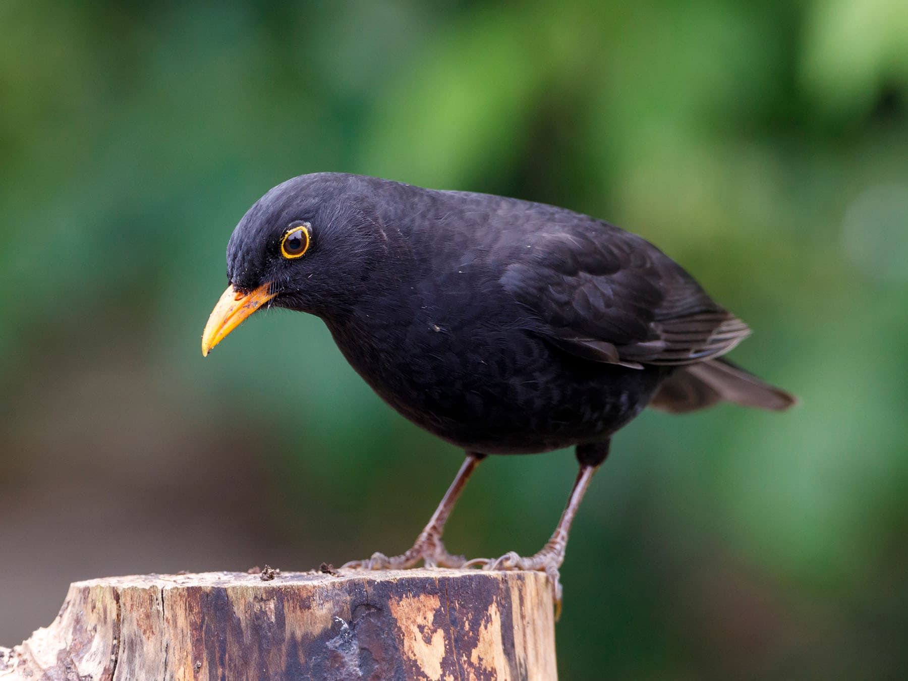 Blackbird close up