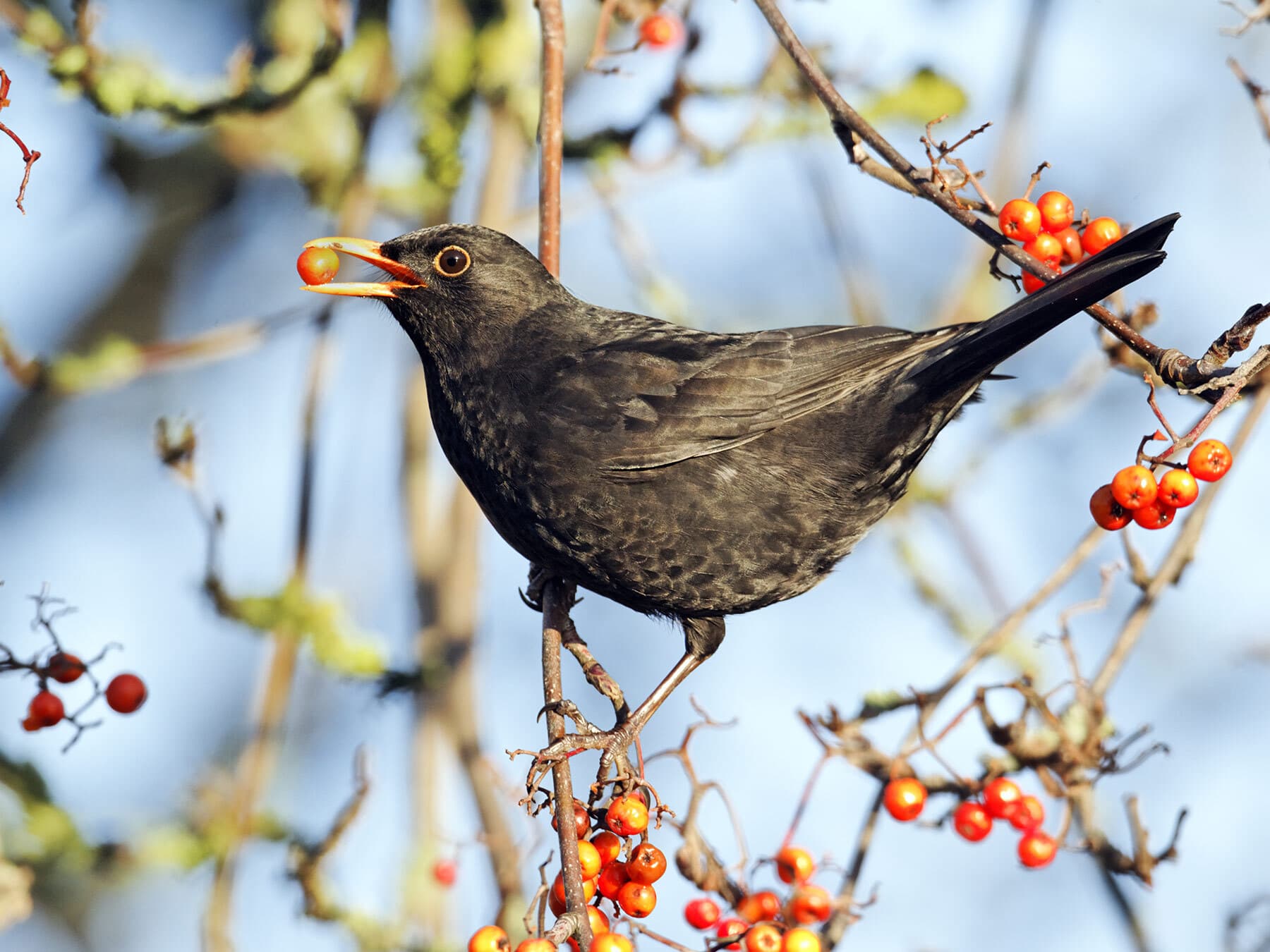 Blackbird eating berries
