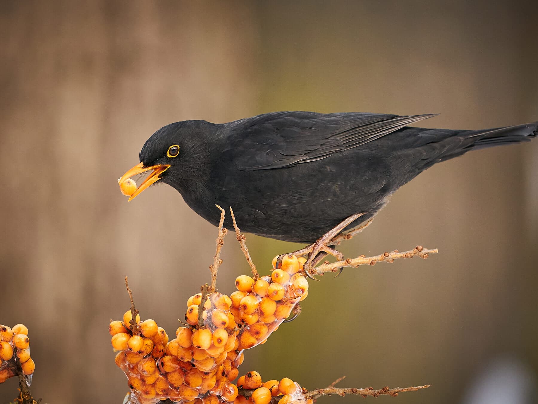 Blackbird eating berries