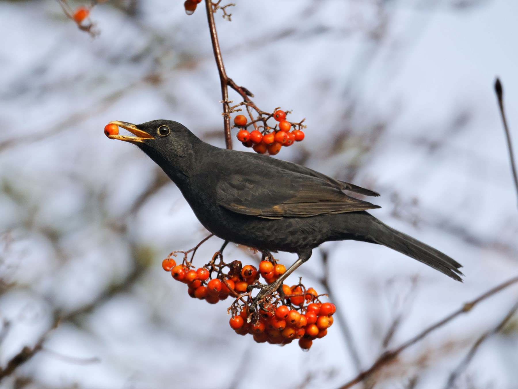 A male Blackbird eating rowan berries