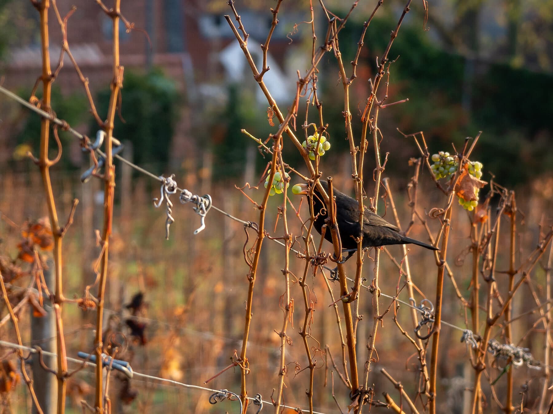 Blackbird eating grapes