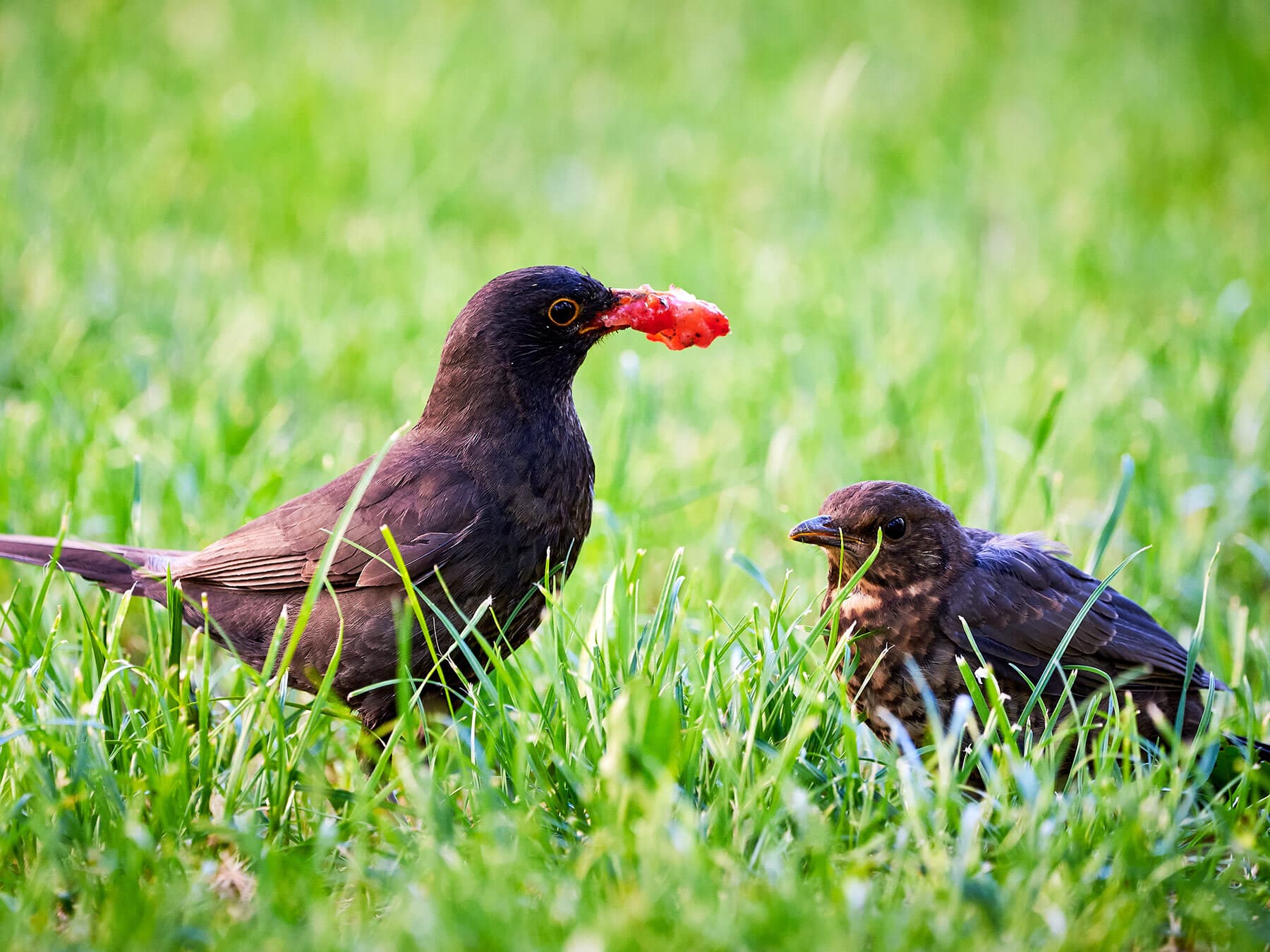 Blackbird feeding fledgling