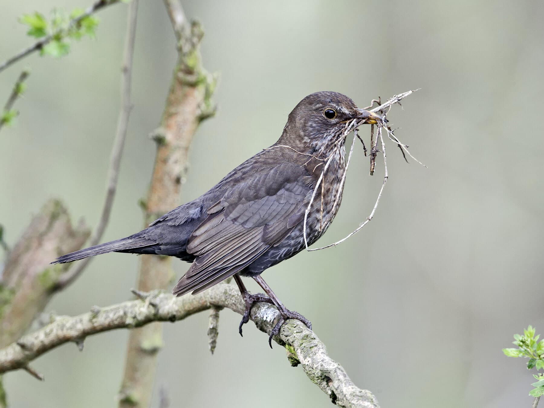 Blackbird female with nesting material