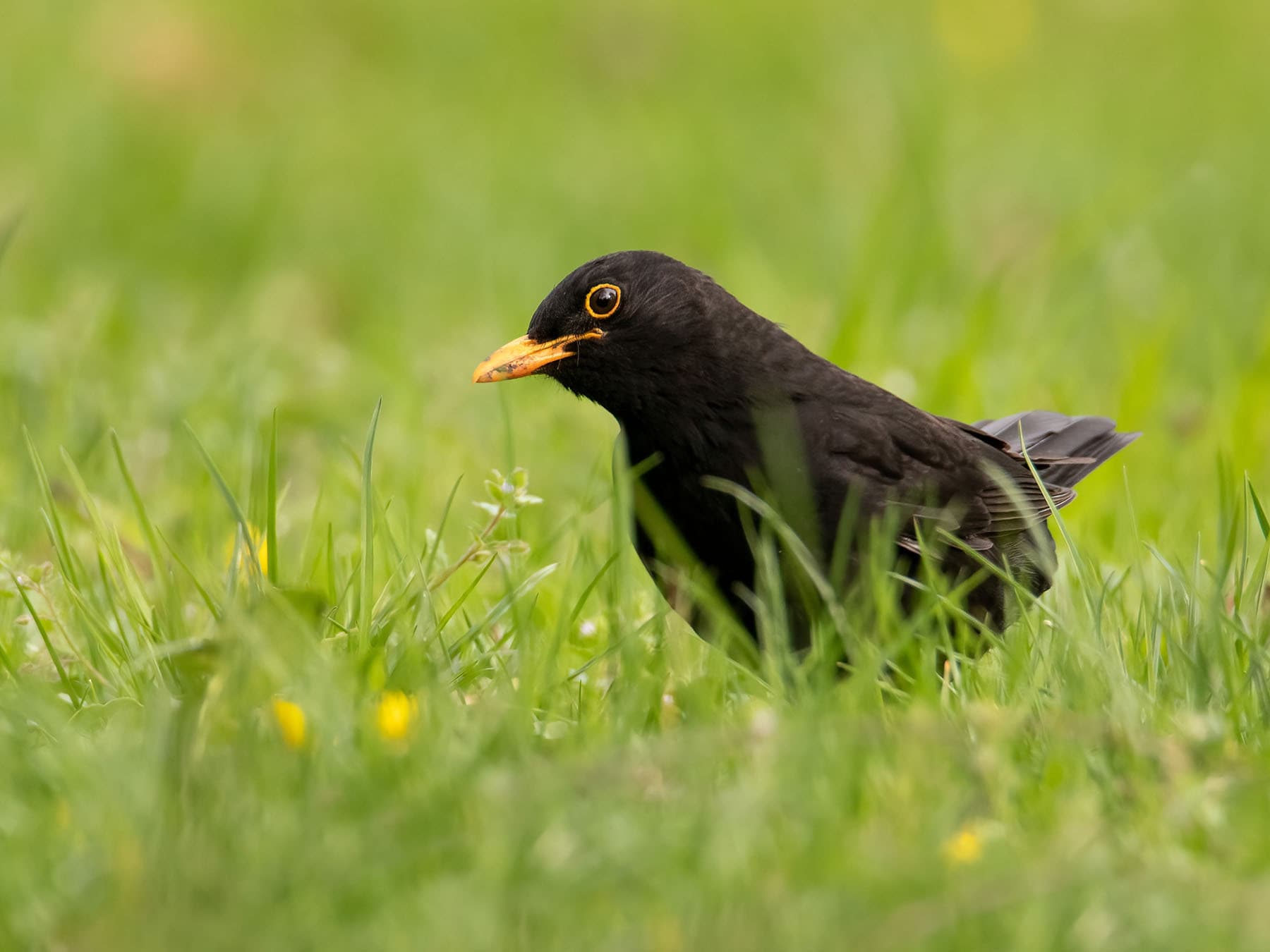 A male Blackbird foraging in grass