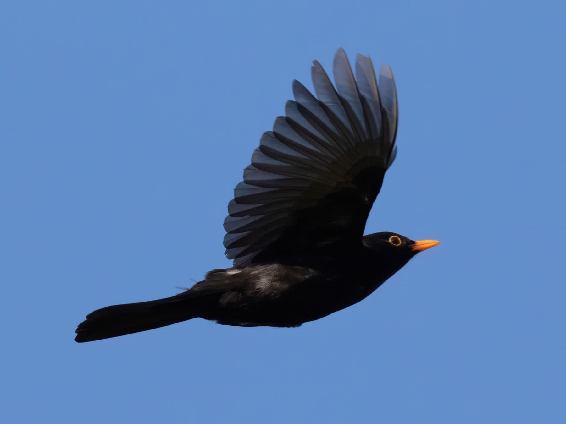 A male Blackbird in flight