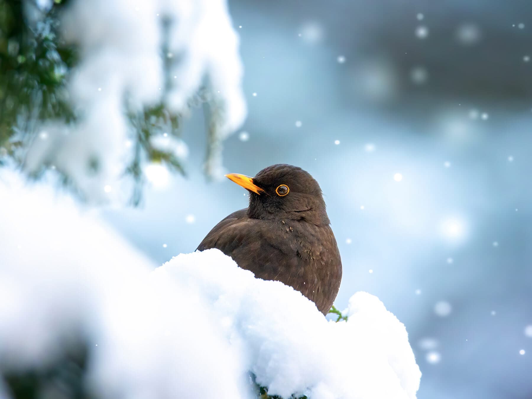 Blackbird in winter