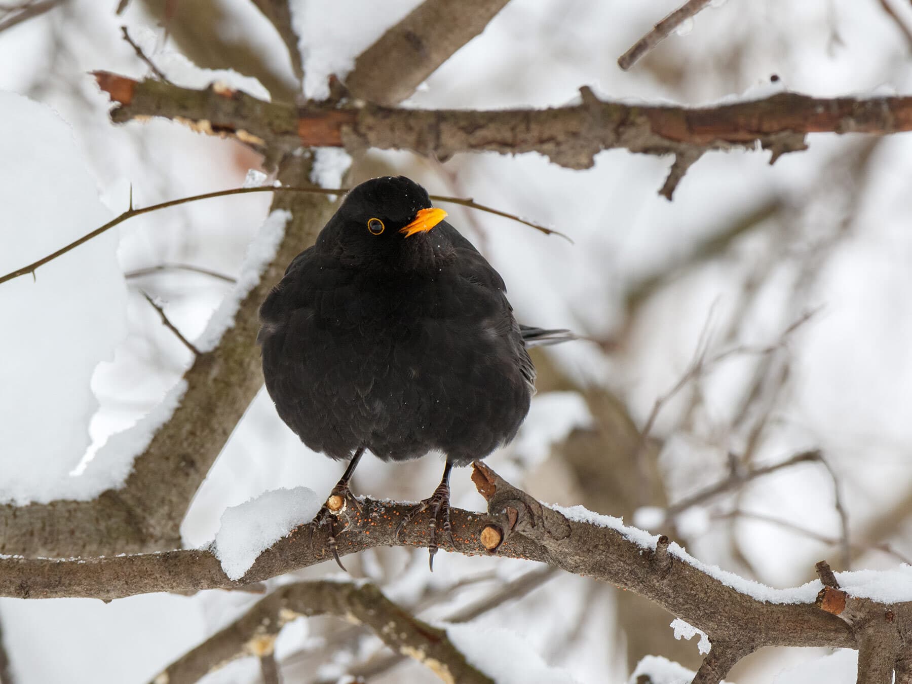 Blackbird in winter