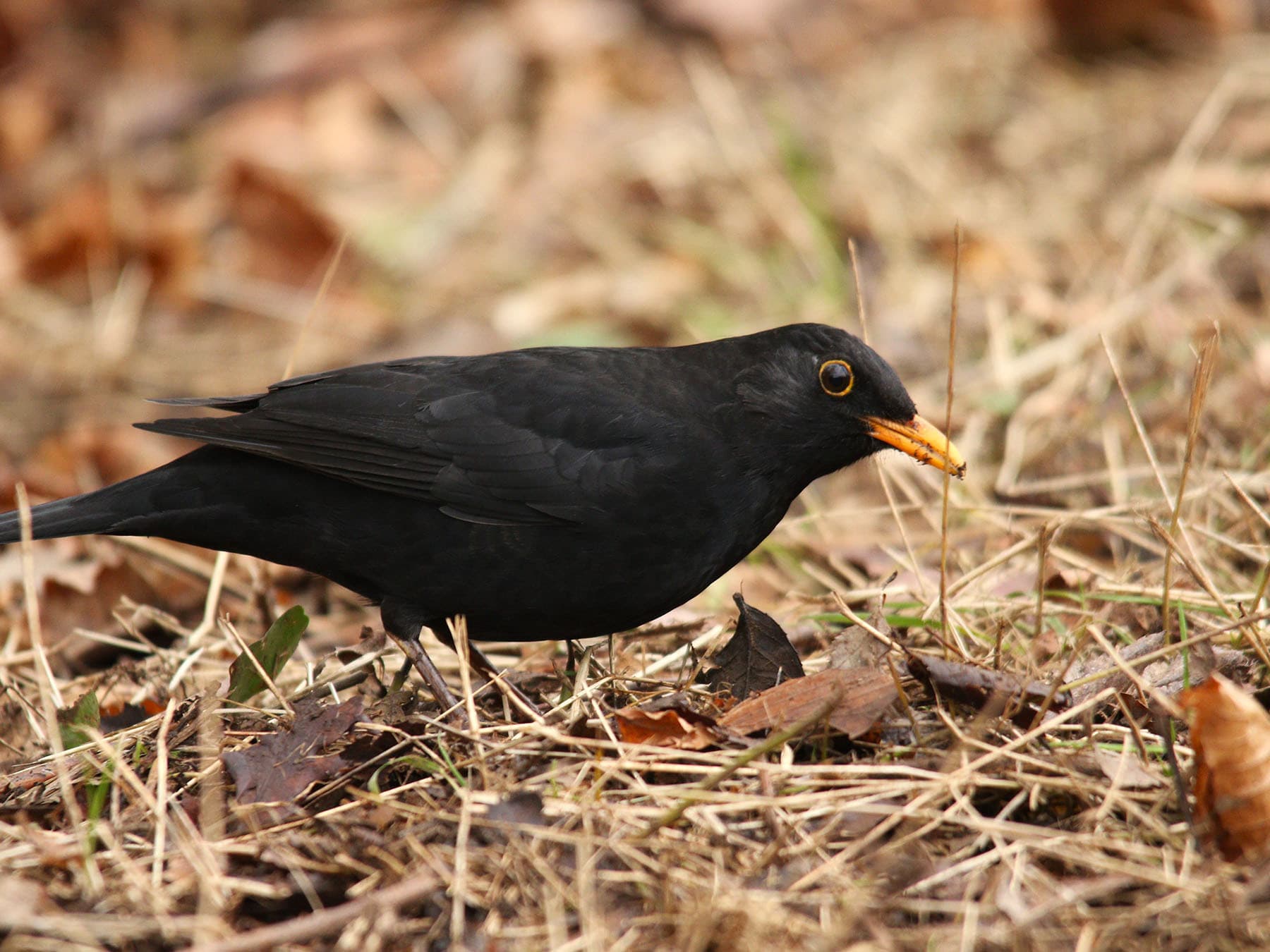 Blackbird leaf litter