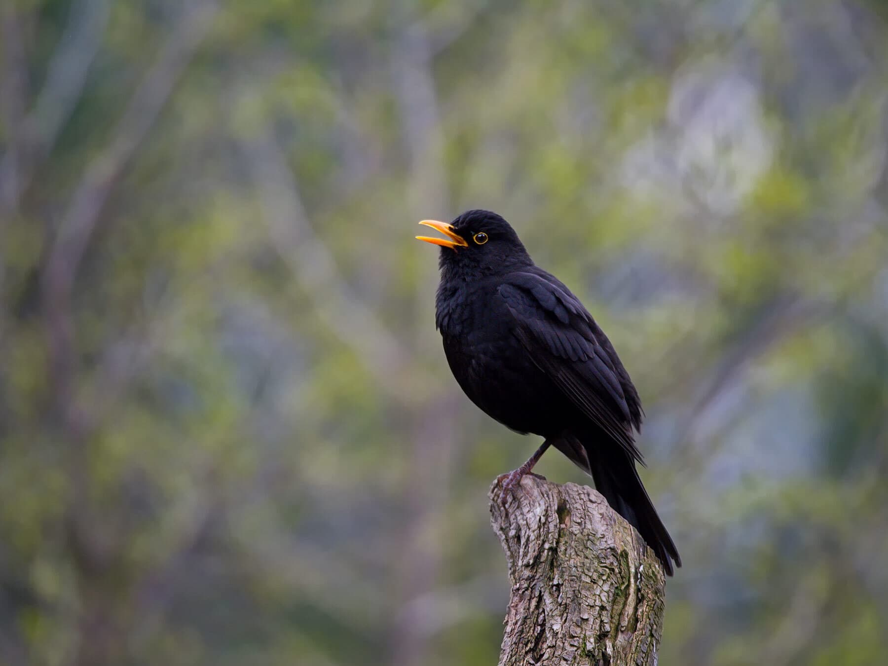 Blackbird migration