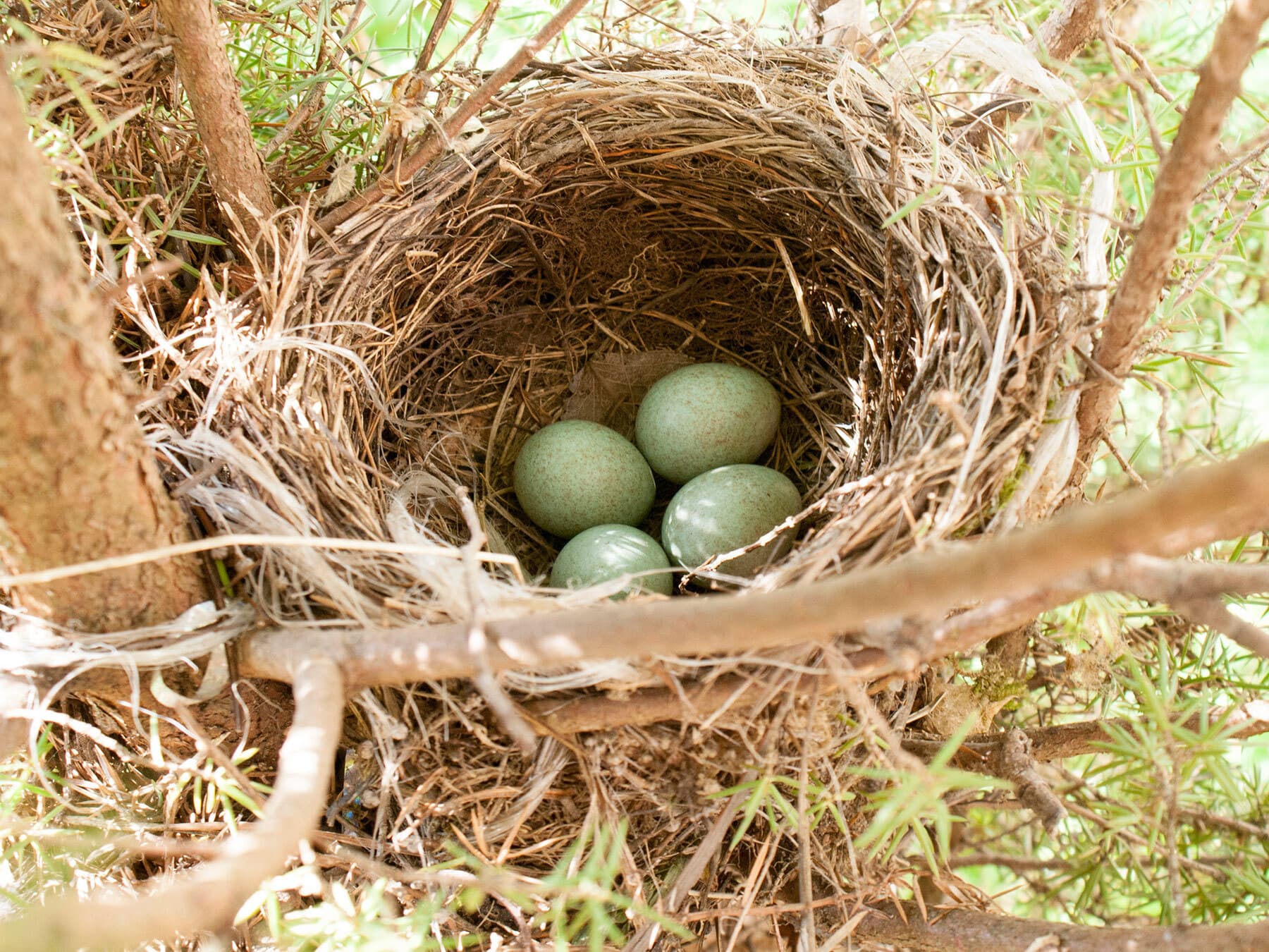 Blackbird nest