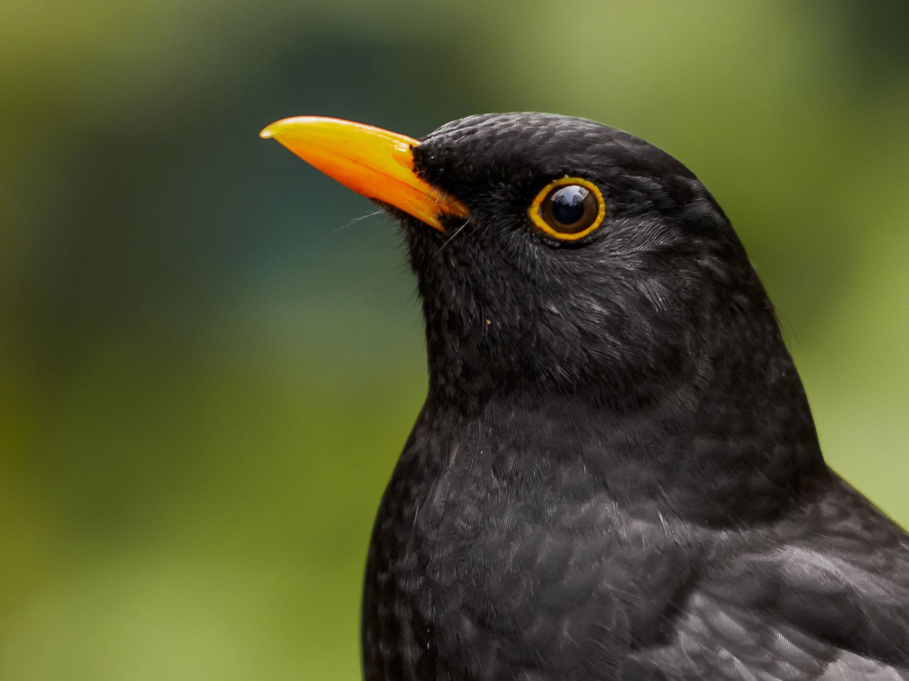 A male Blackbird's orange-yellow bill and eye-ring