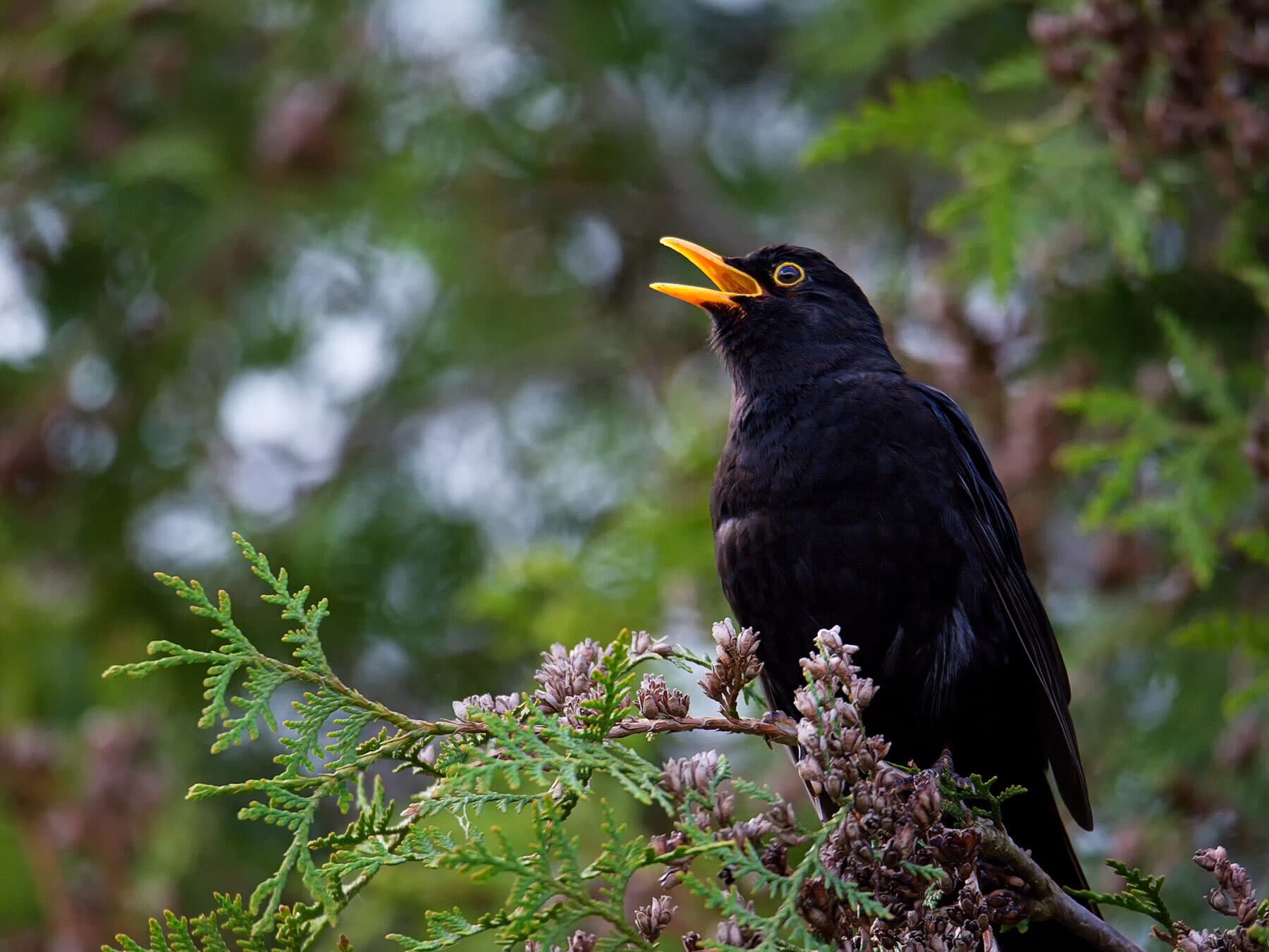 Blackbird singing