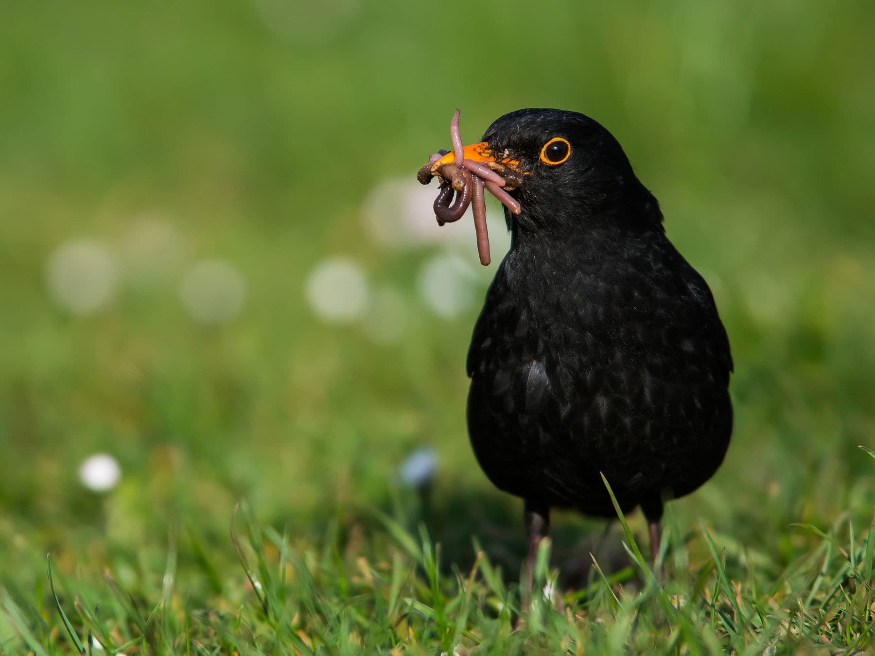 A male Blackbird with a bill full of earthworms