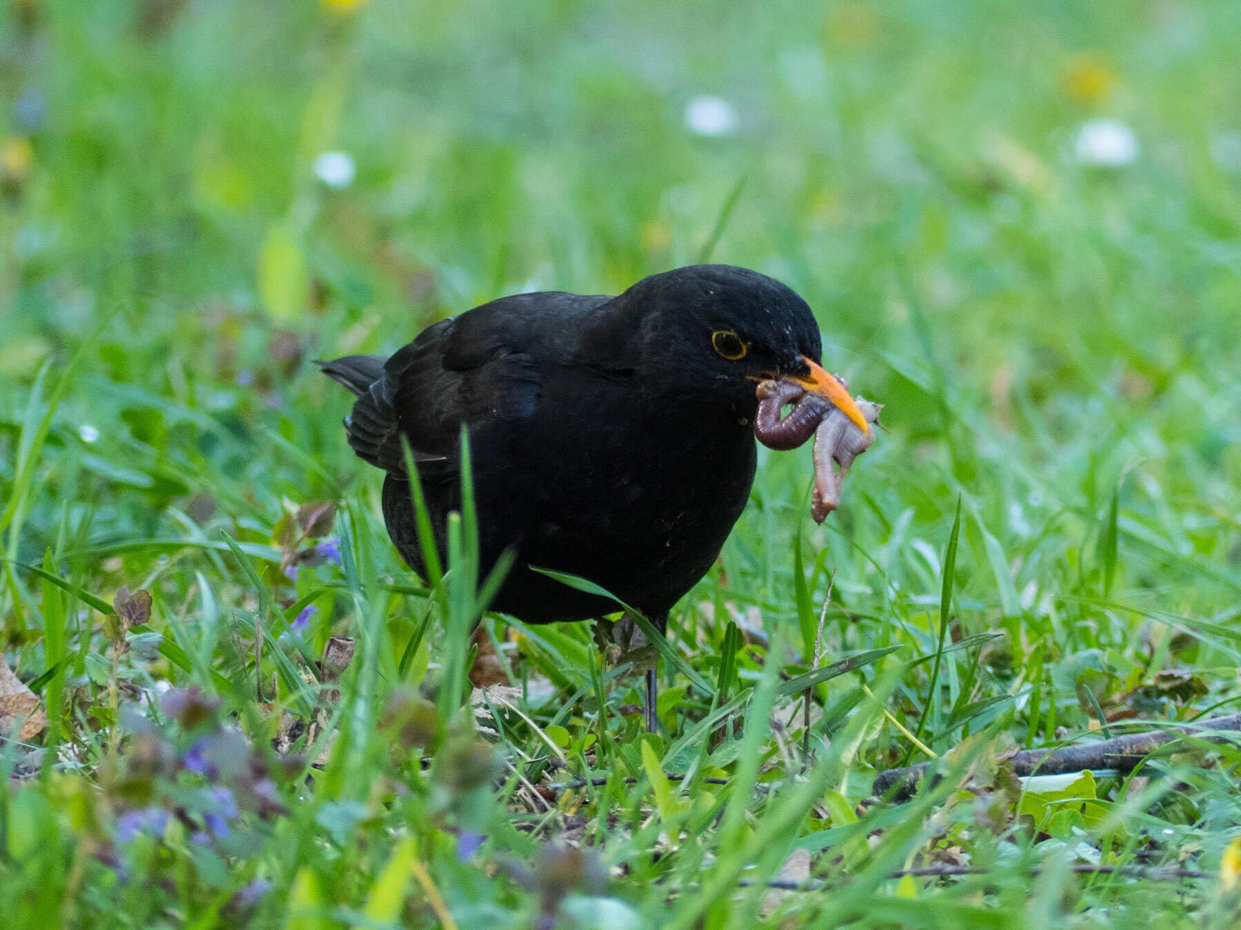 Blackbird with worm