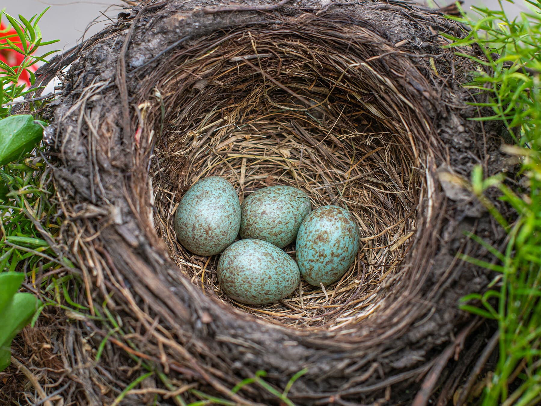 Blackbirds nest with eggs