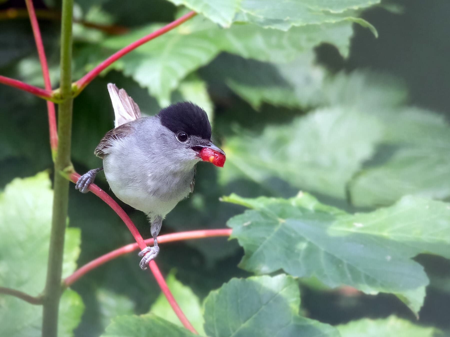 Eurasian Blackcap with berries in its mouth
