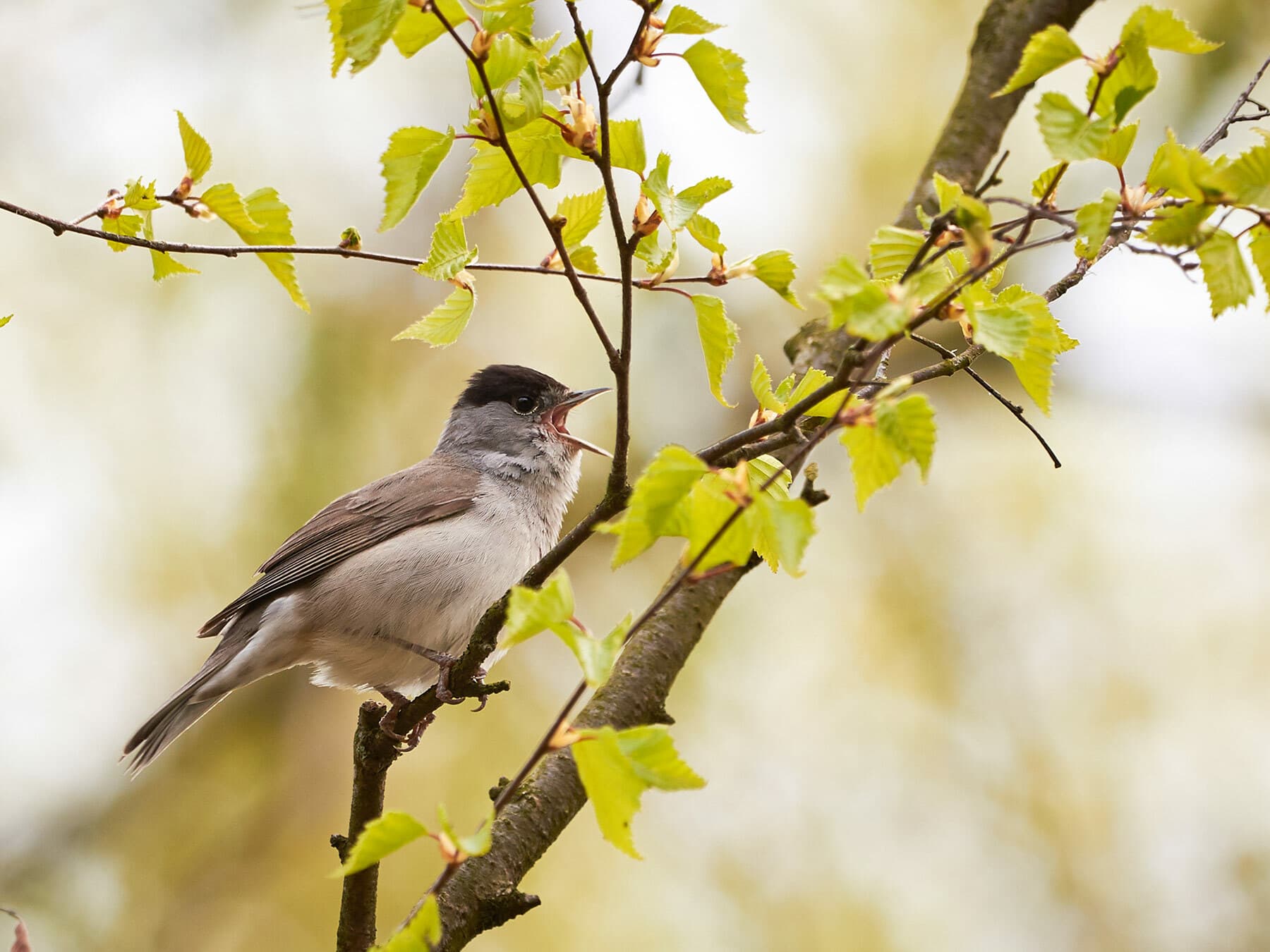 Blackcap