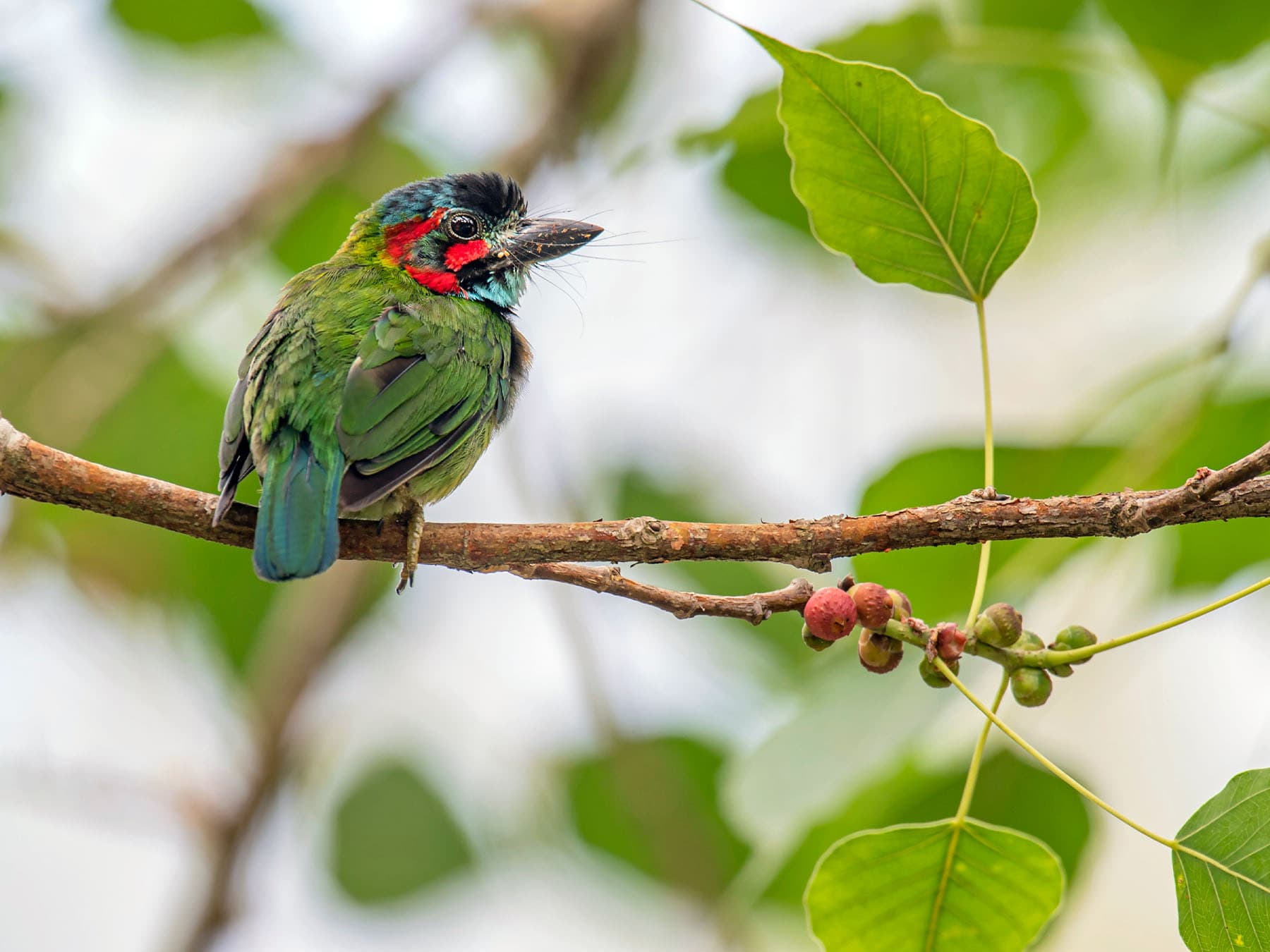 Blue-eared Barbet perching on branch